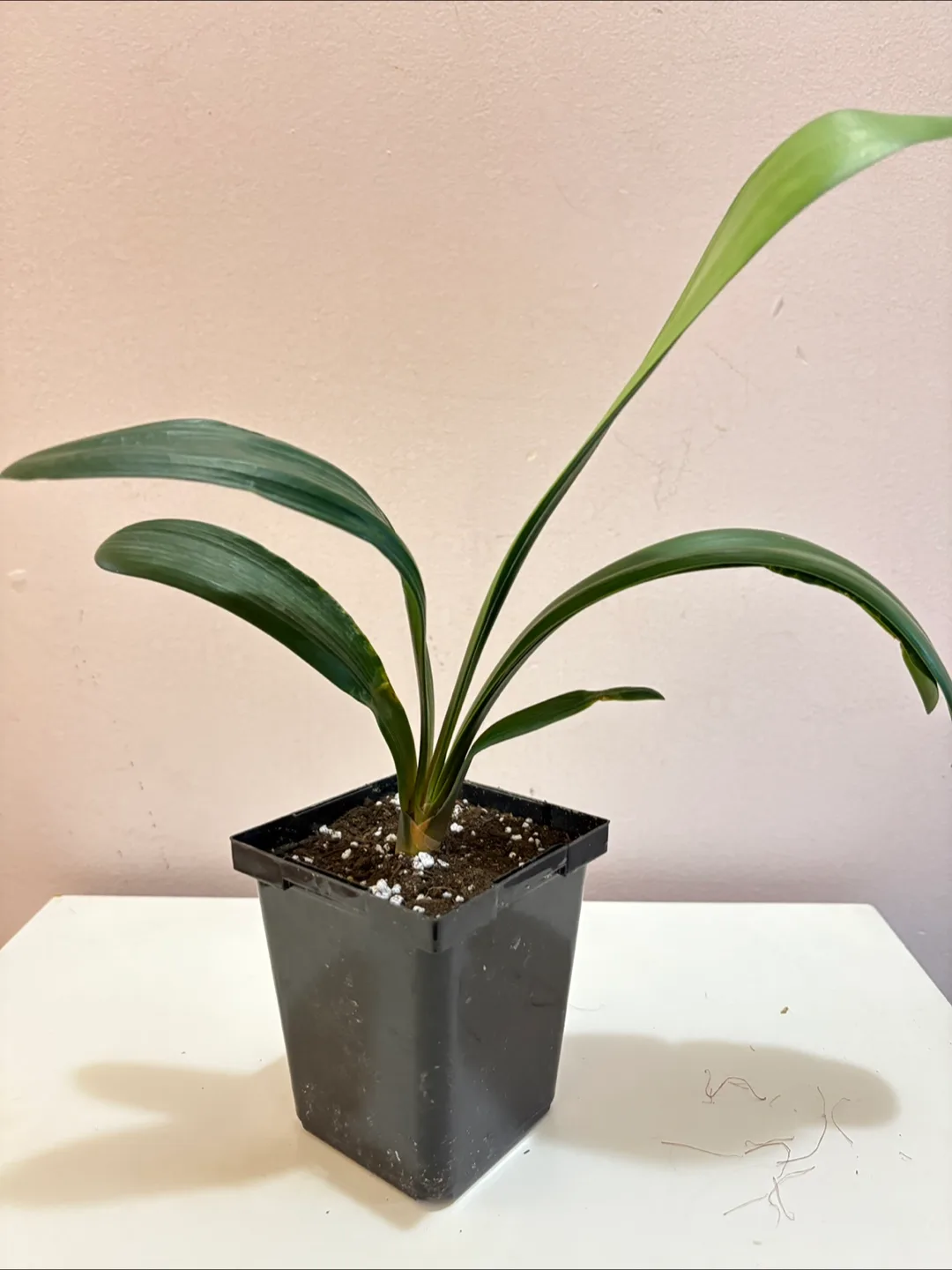 Young Bush Lily 20cm Tall - 3.5in pot thumbnail