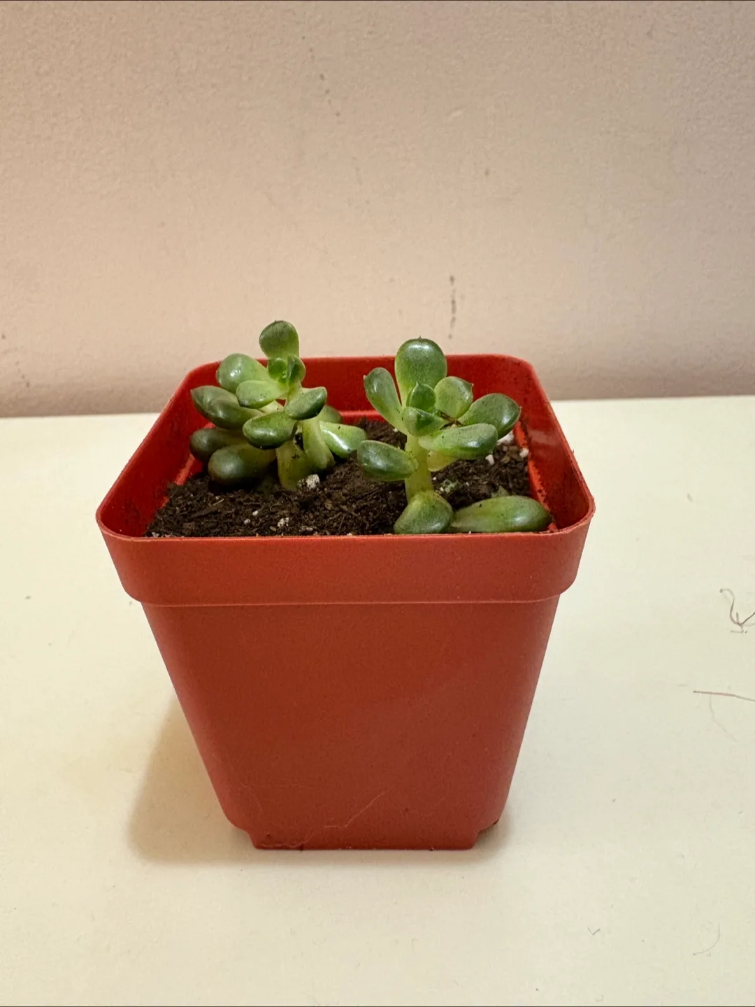 Cute Baby Echeverias Succulent 2.5in Pot - Perfect for Gift image indicator(2)