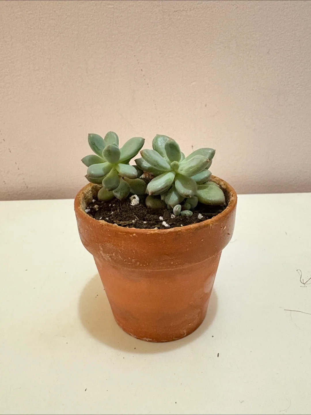Young Pachyphytum Hookeri Succulent - 3in Pot Perfect for Gift image indicator(2)
