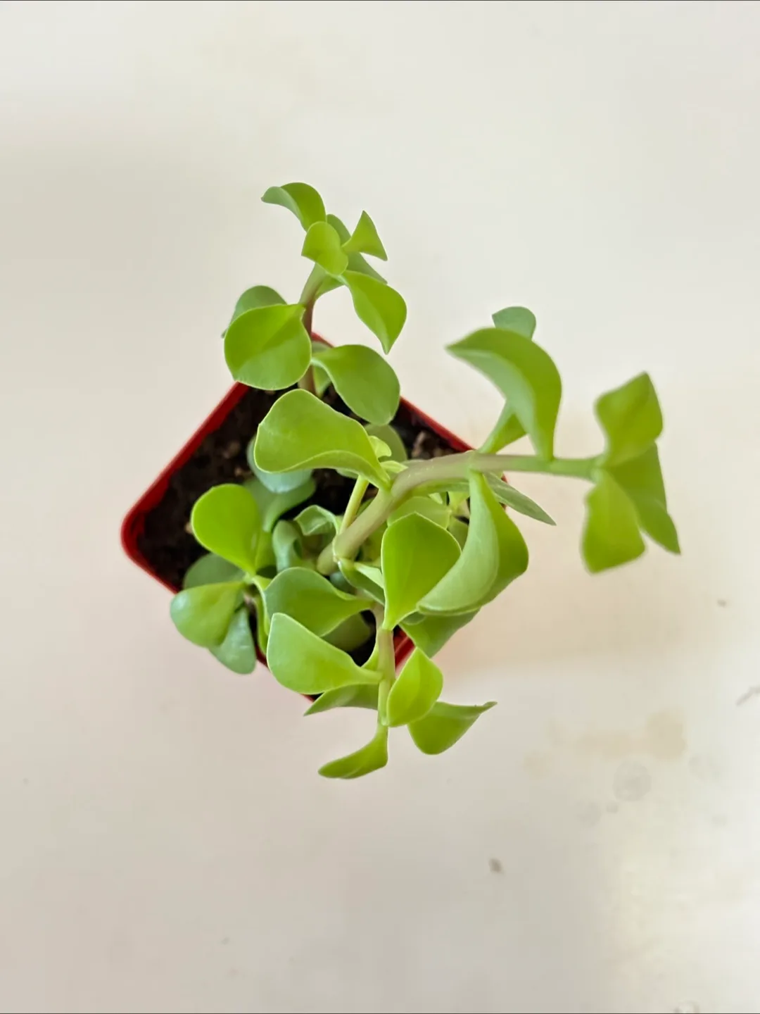 Elephant Bush Succulent 2.5in - Perfect for Gift image indicator(2)