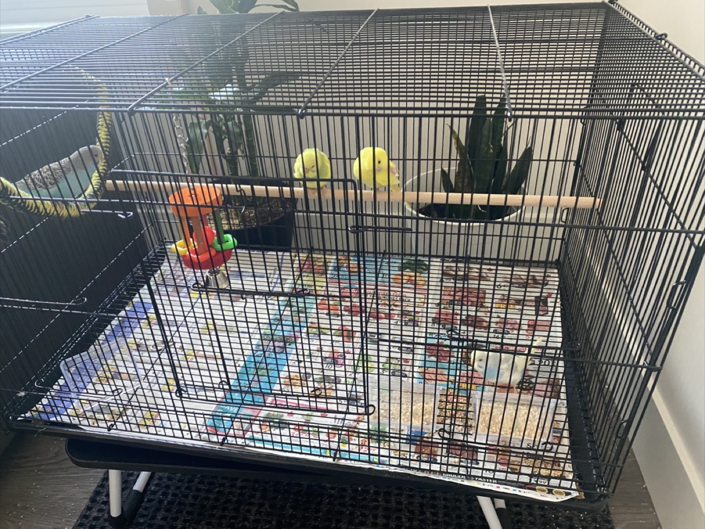 Bird Cage