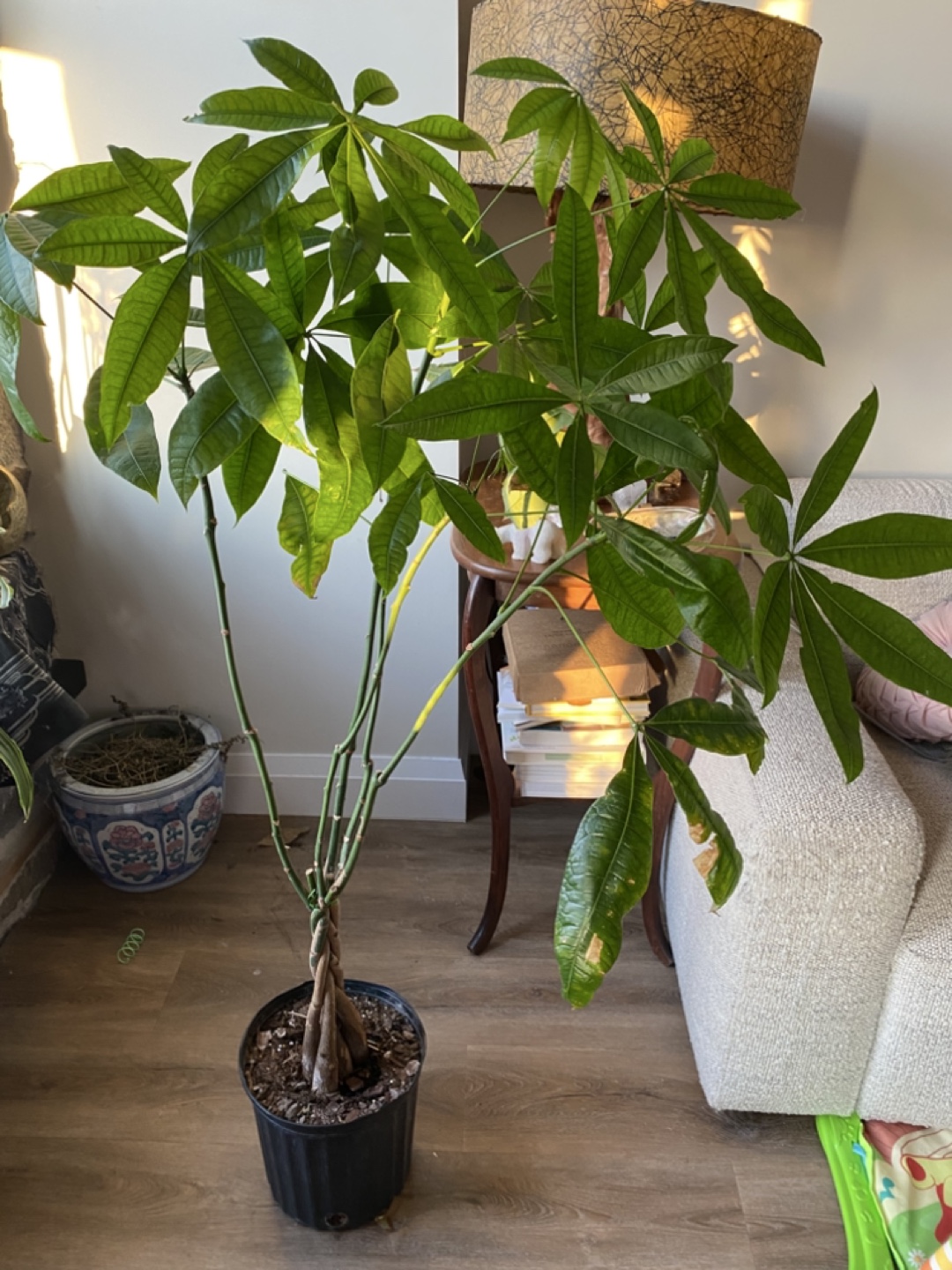 Money Tree Plant - photo 3