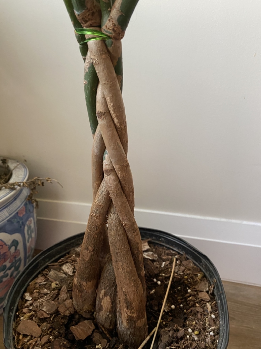 Money Tree Plant - photo 2