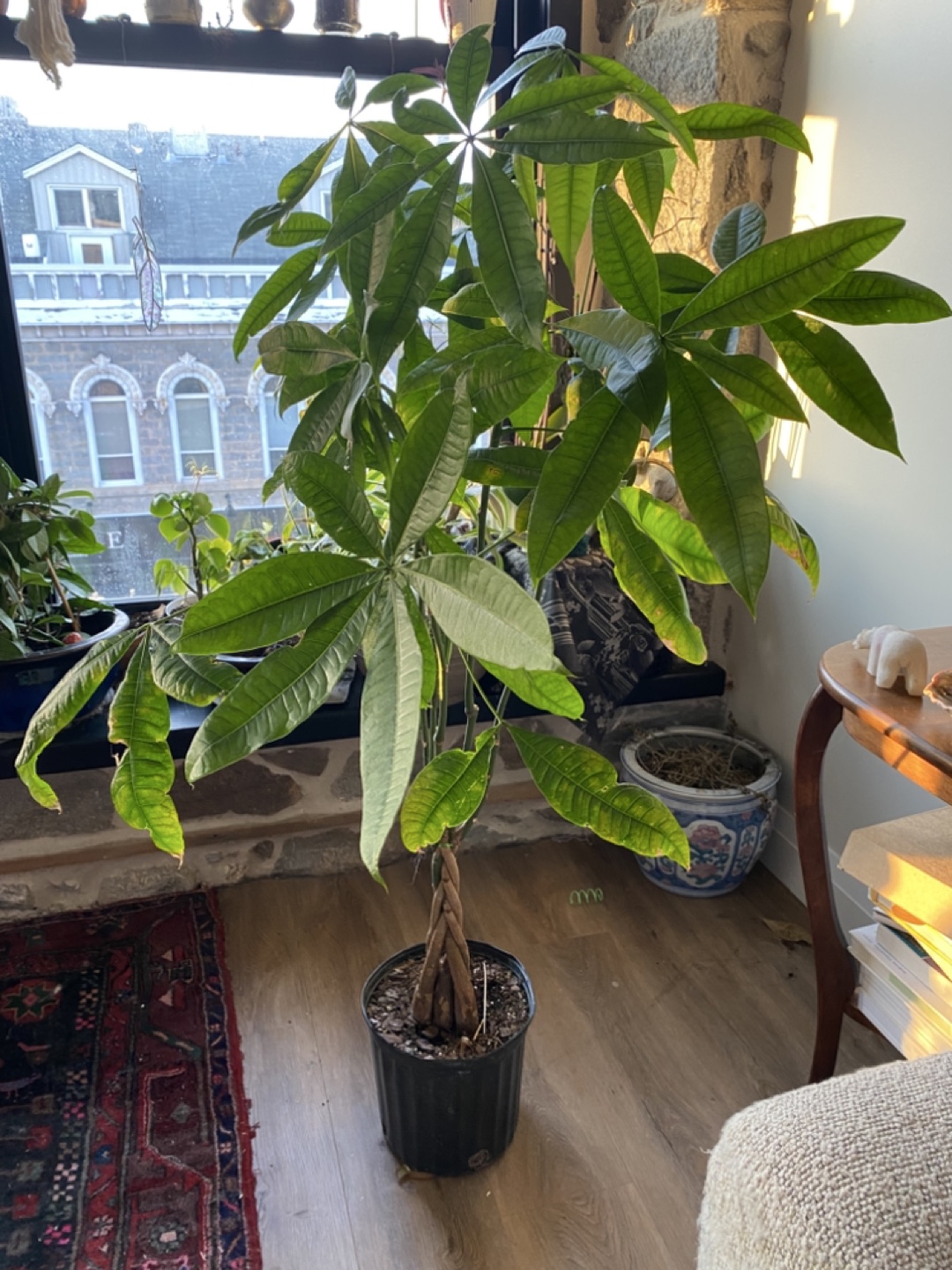 Money Tree Plant