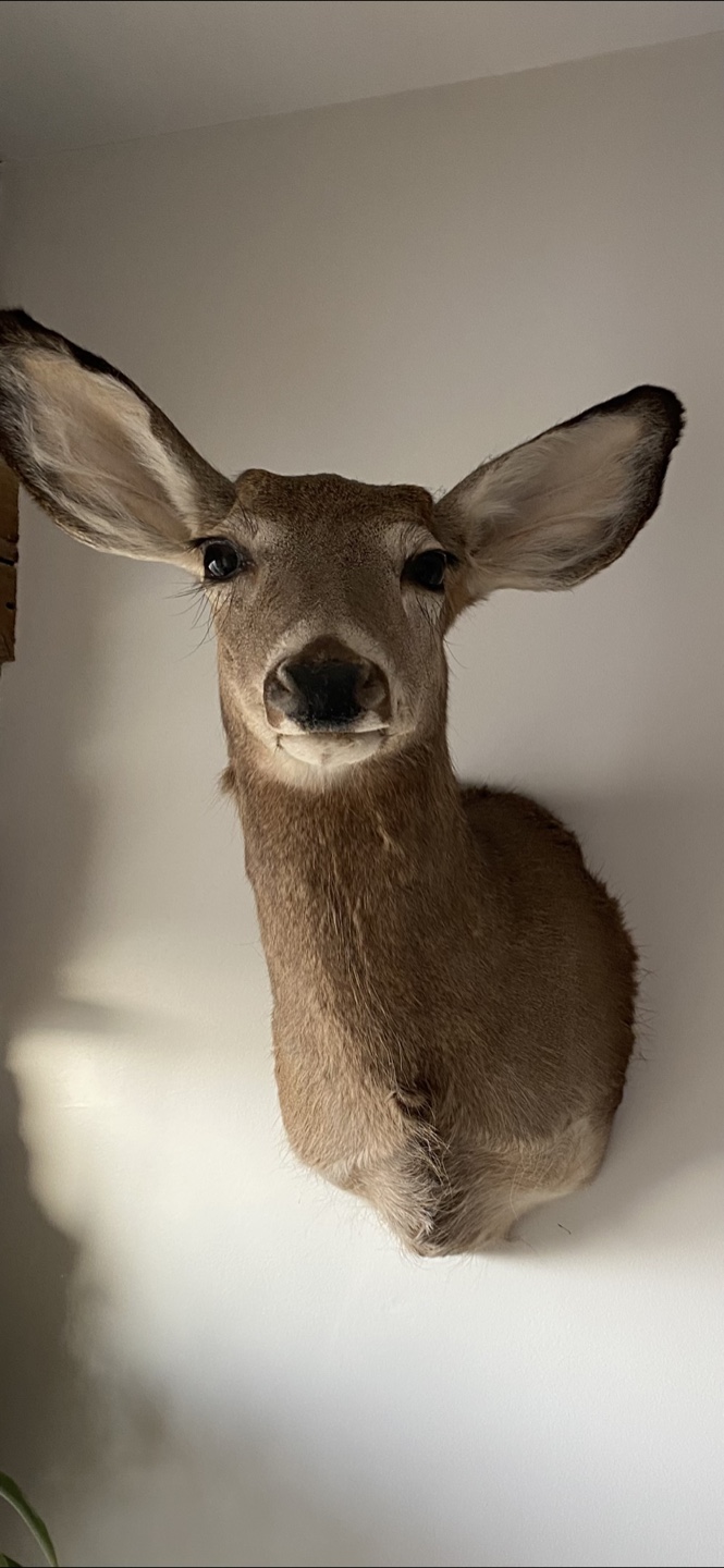 Deer Taxidermy
