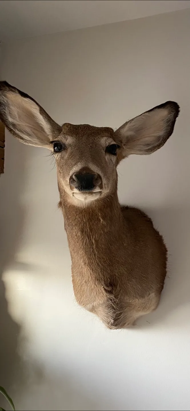 Deer Taxidermy thumbnail