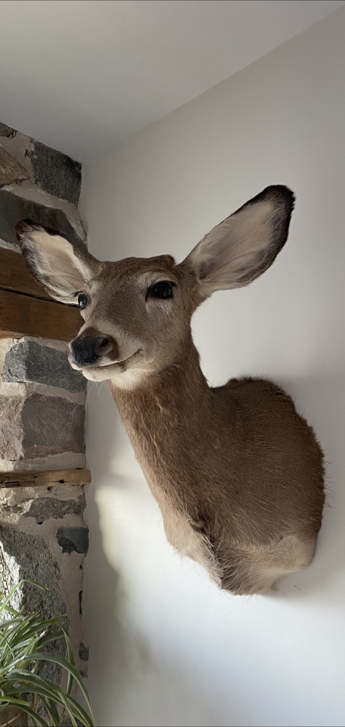 Deer Taxidermy - photo 4