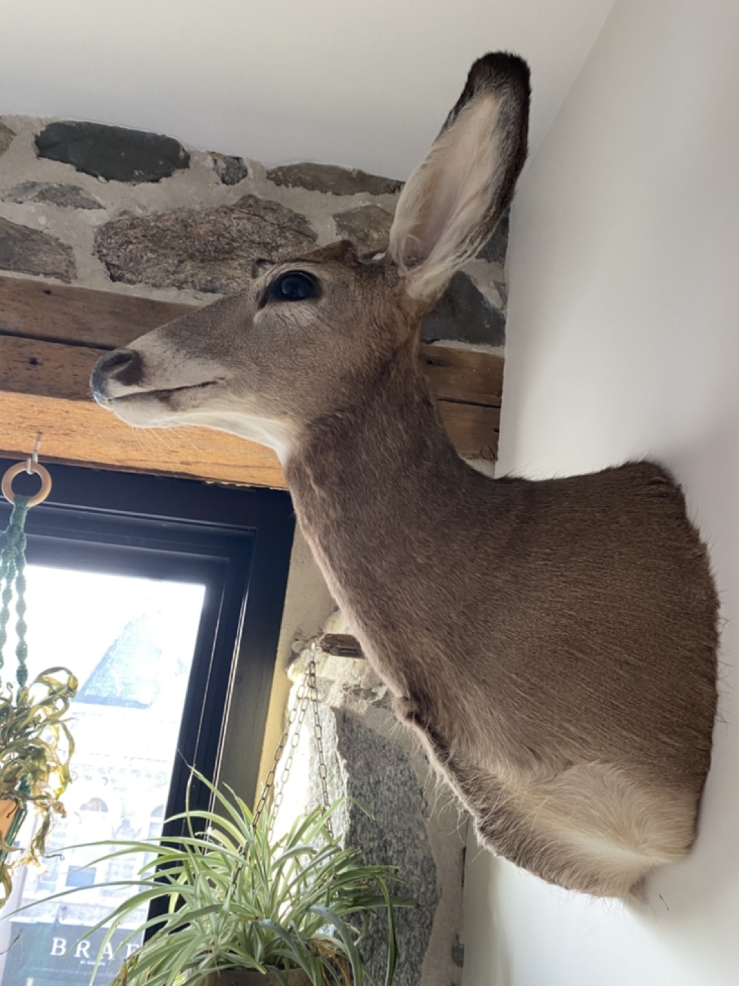 Deer Taxidermy - photo 3