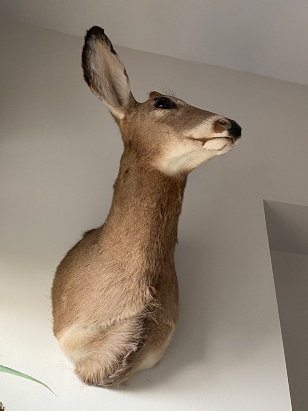 Deer Taxidermy - photo 2