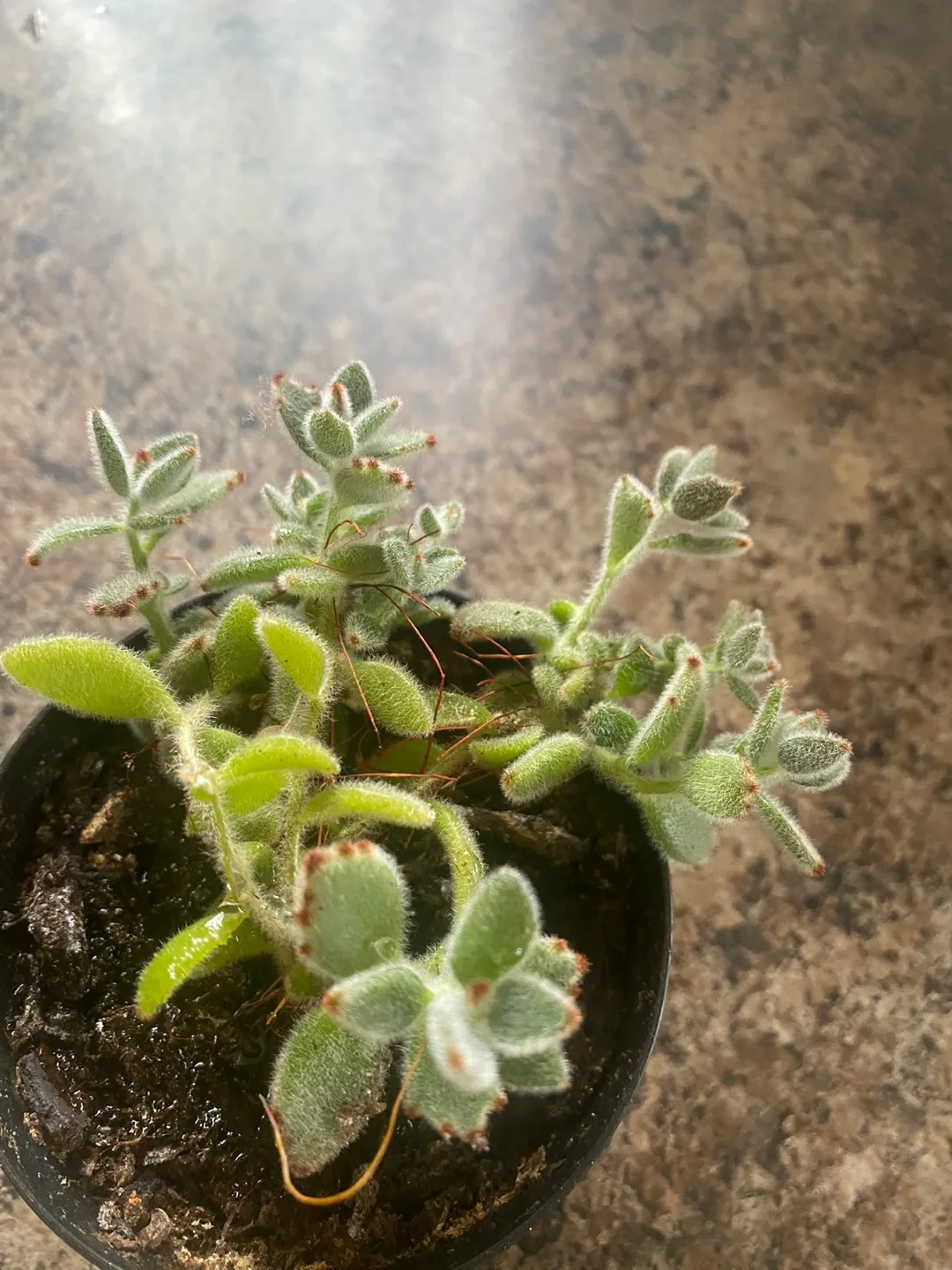 Cute Bear Paw Succulent #freecycle image indicator(3)