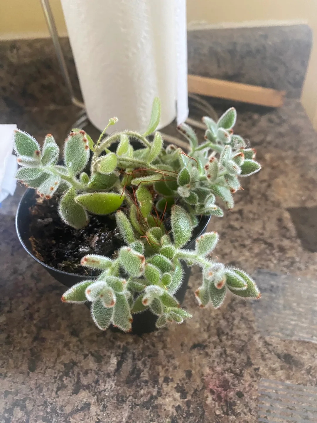 Cute Bear Paw Succulent #freecycle image indicator(2)