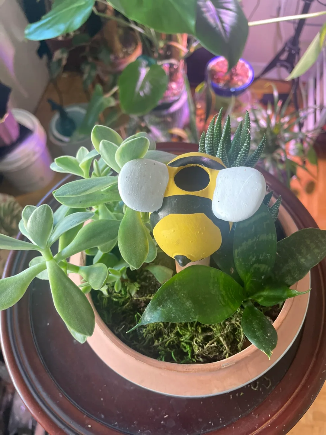 Cute Succulent Arrangement in Ceramic Pot — Homegrown! 🌿🐝 thumbnail