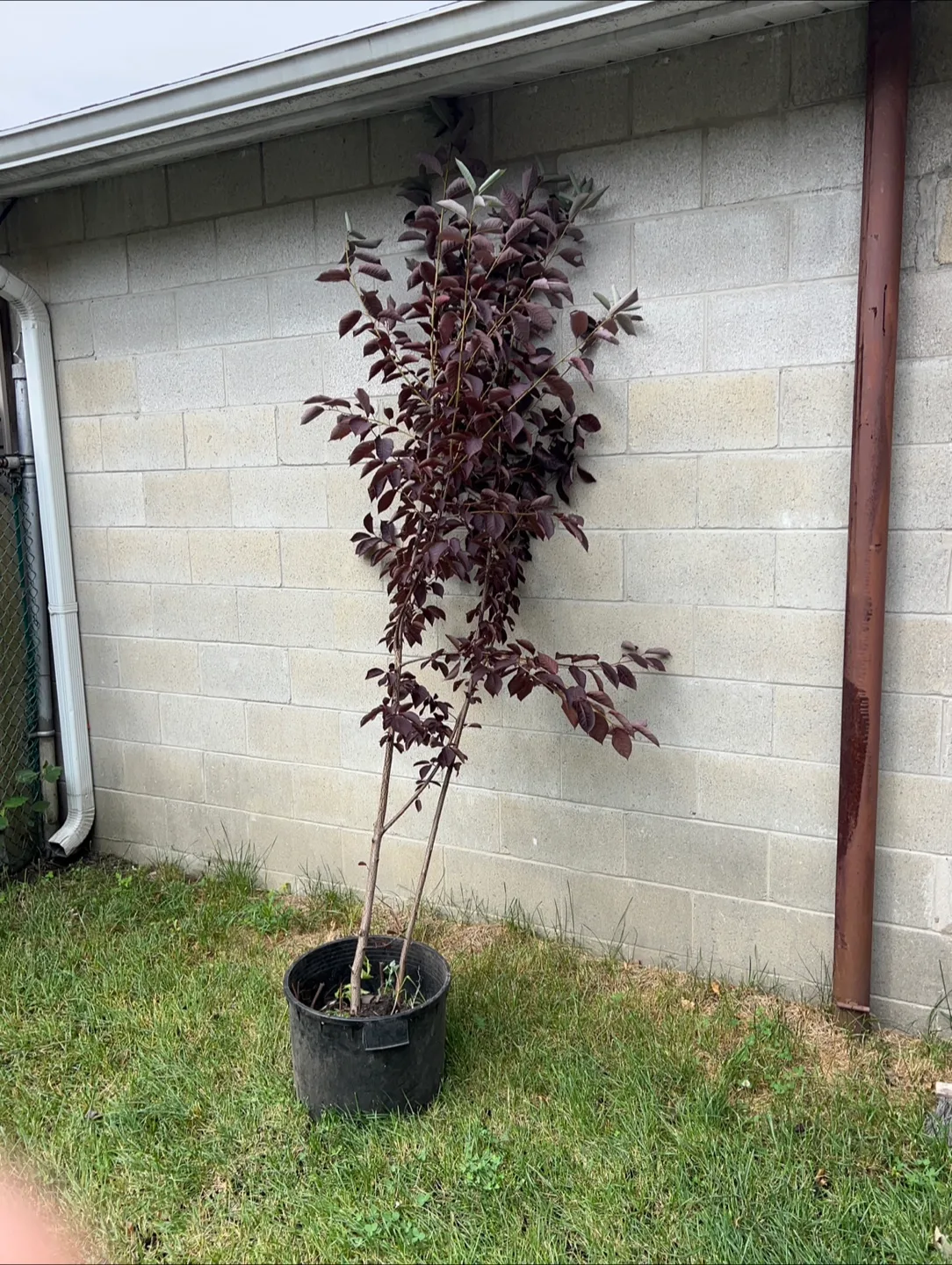 Potted Purple Leaf Sand Cherry Tree thumbnail