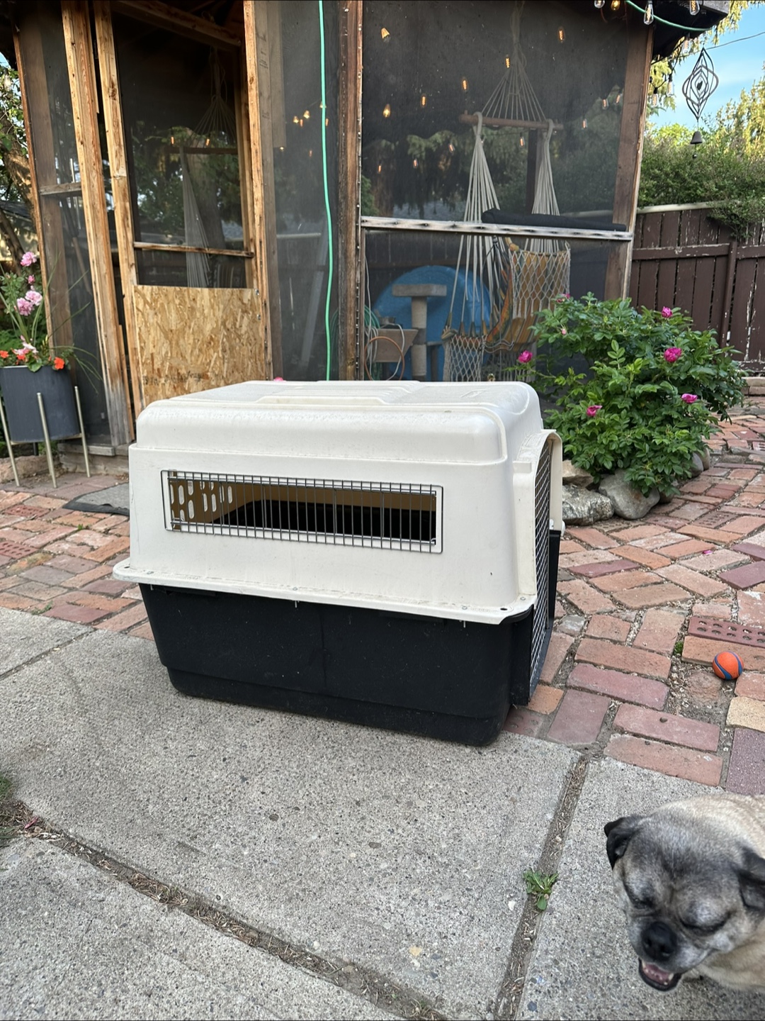 Pet Carrier - Black & Cream