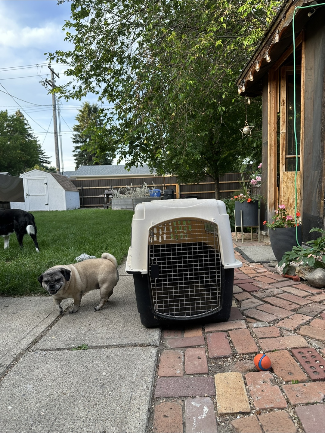 Pet Carrier - Black & Cream - photo 2