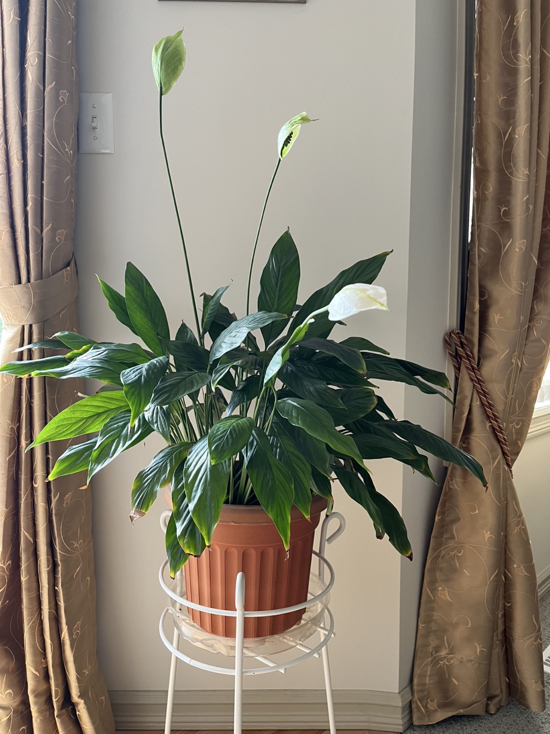 Peace Lily Plant - photo 2