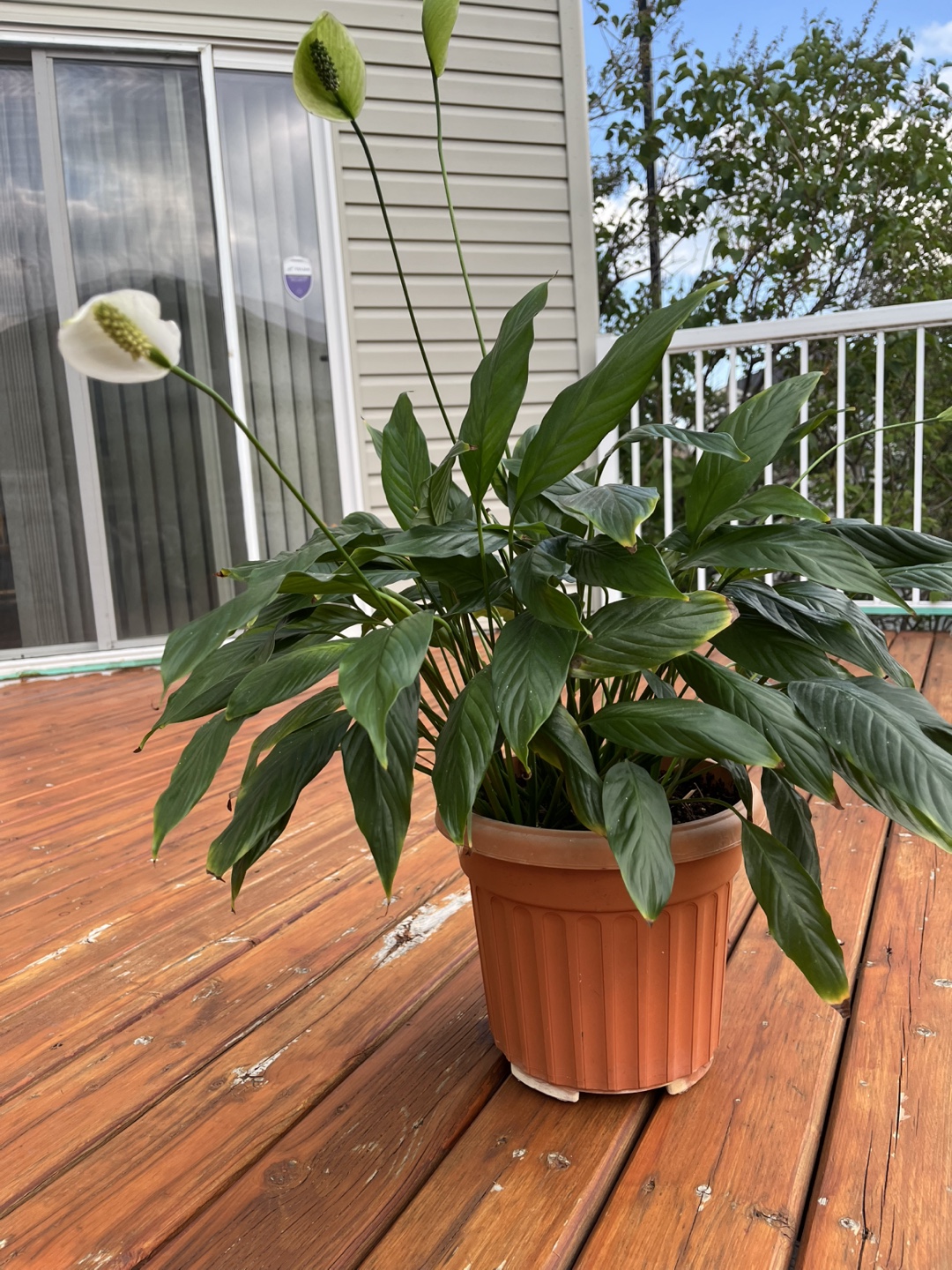 Peace Lily Plant - photo 3