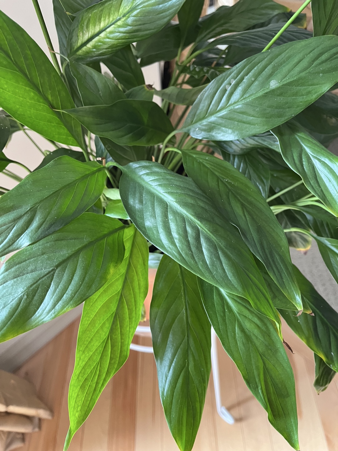 Peace Lily Plant - photo 5
