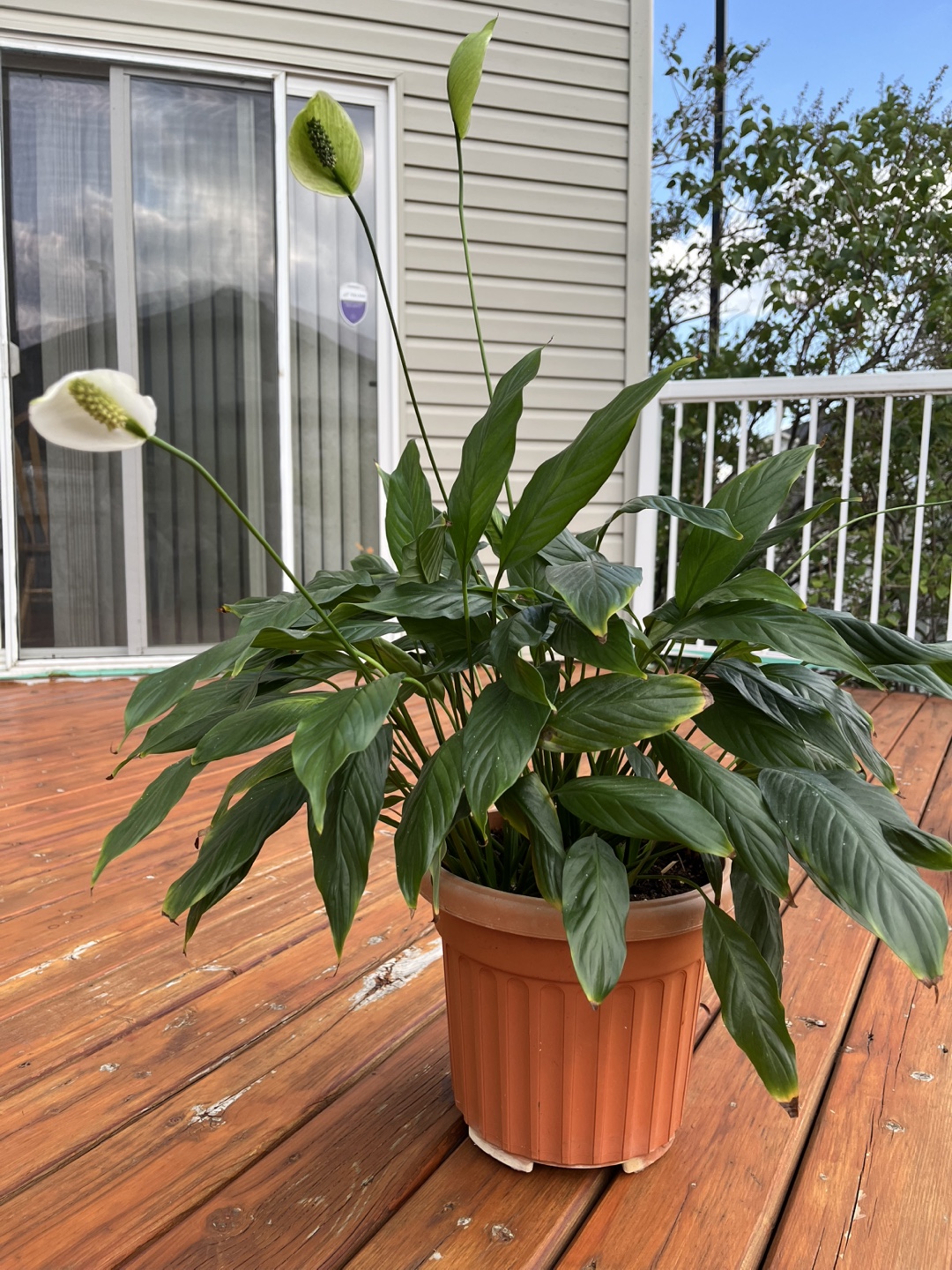 Peace Lily Plant - photo 4