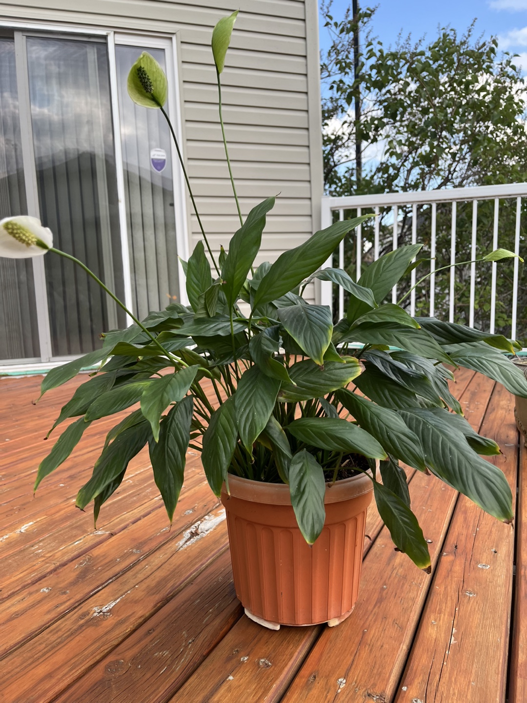 Peace Lily Plant