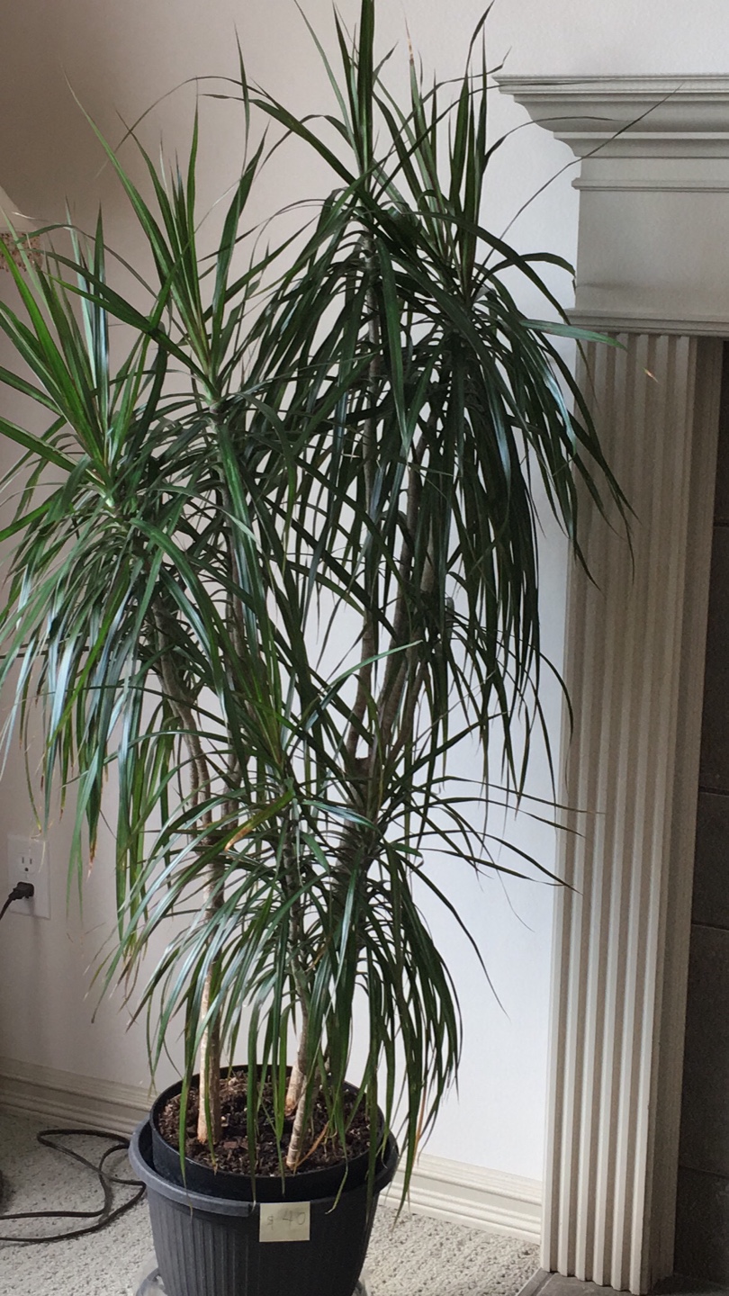 Dracaena Marginata Plant - photo 2