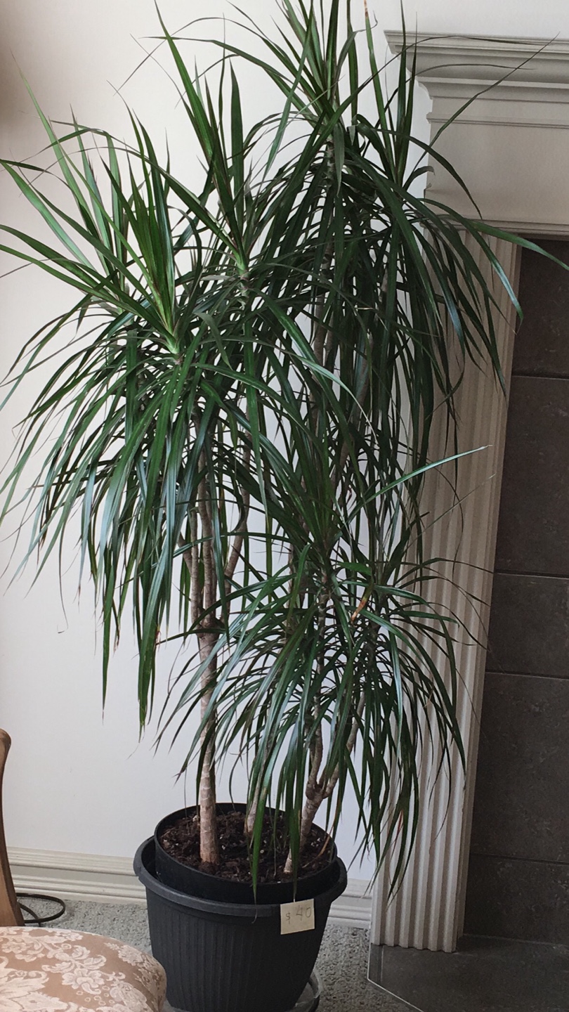 Dracaena Marginata Plant