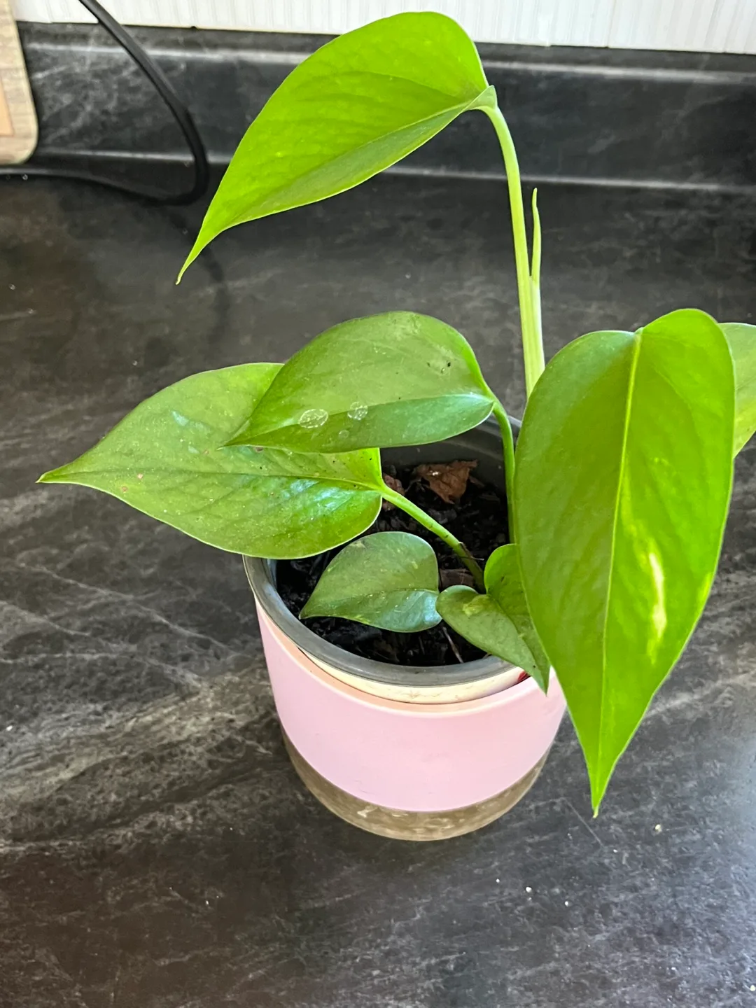 Pothos Plant in Pink Pot image indicator(3)