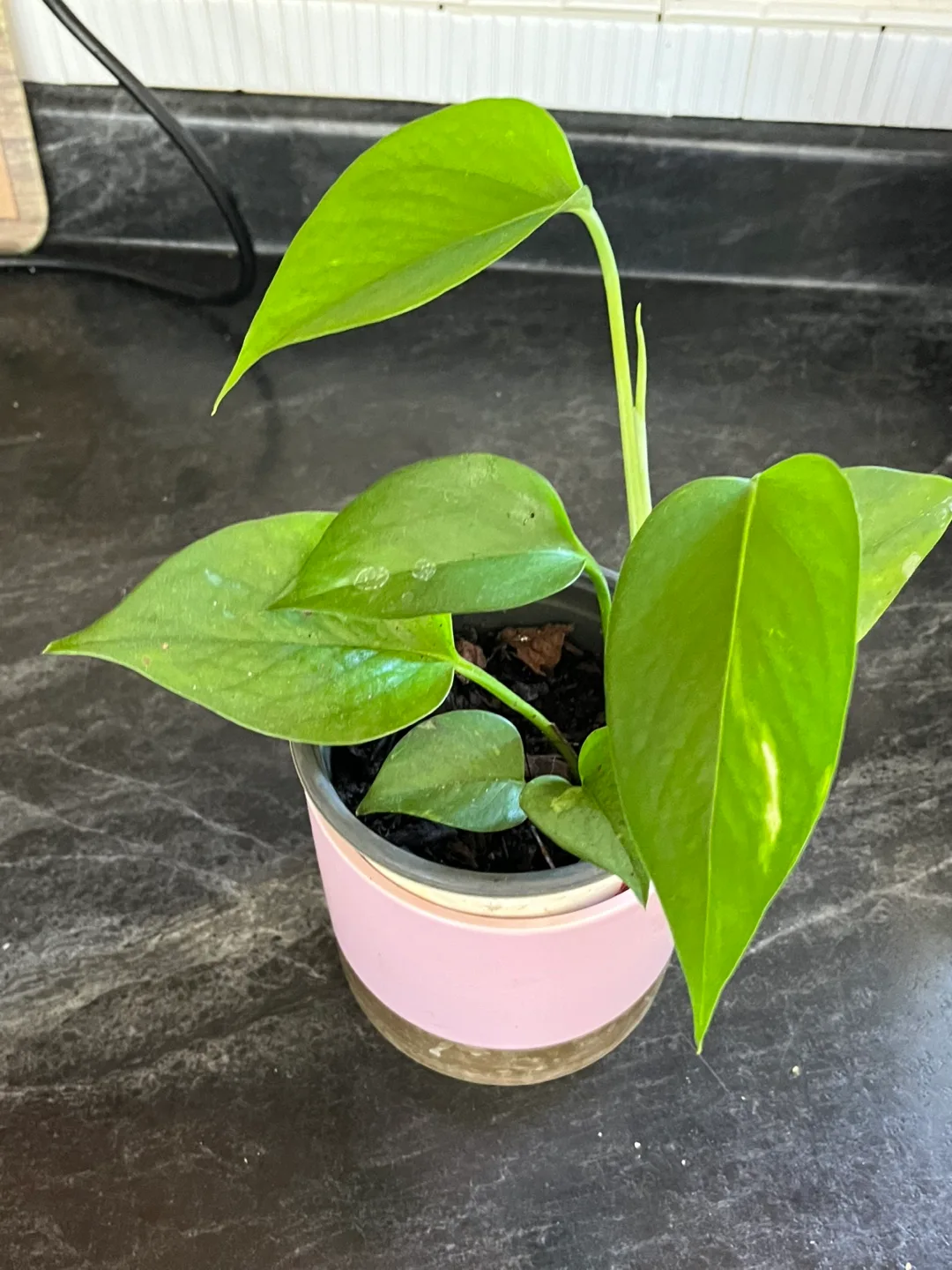Pothos Plant in Pink Pot image indicator(4)