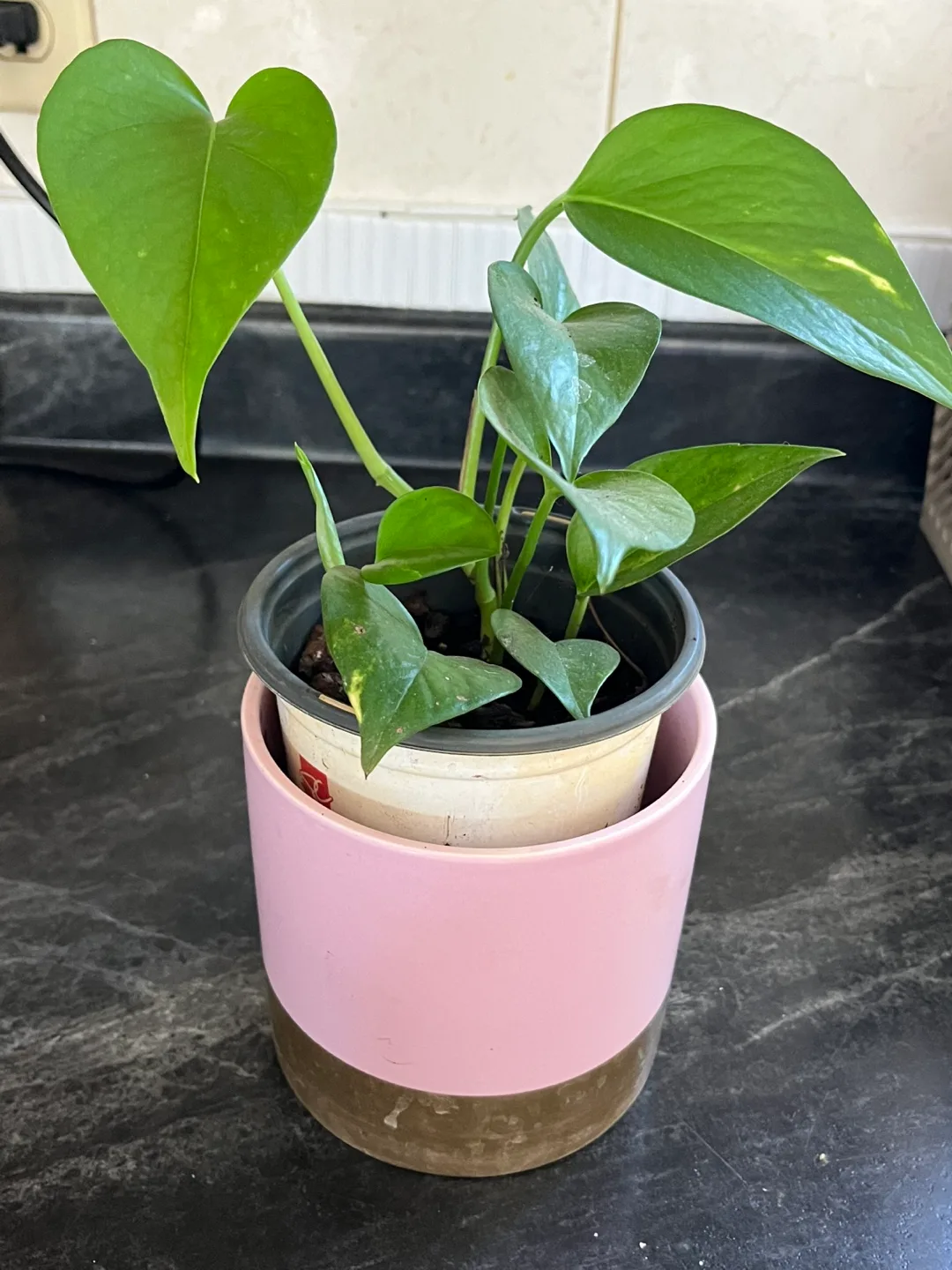 Pothos Plant in Pink Pot image indicator(2)