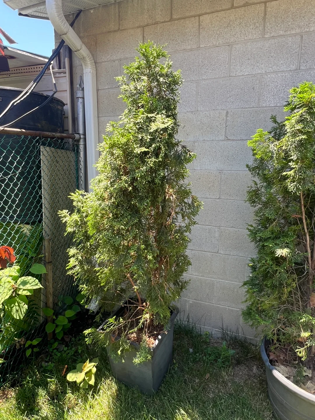Potted Evergreen Tree thumbnail