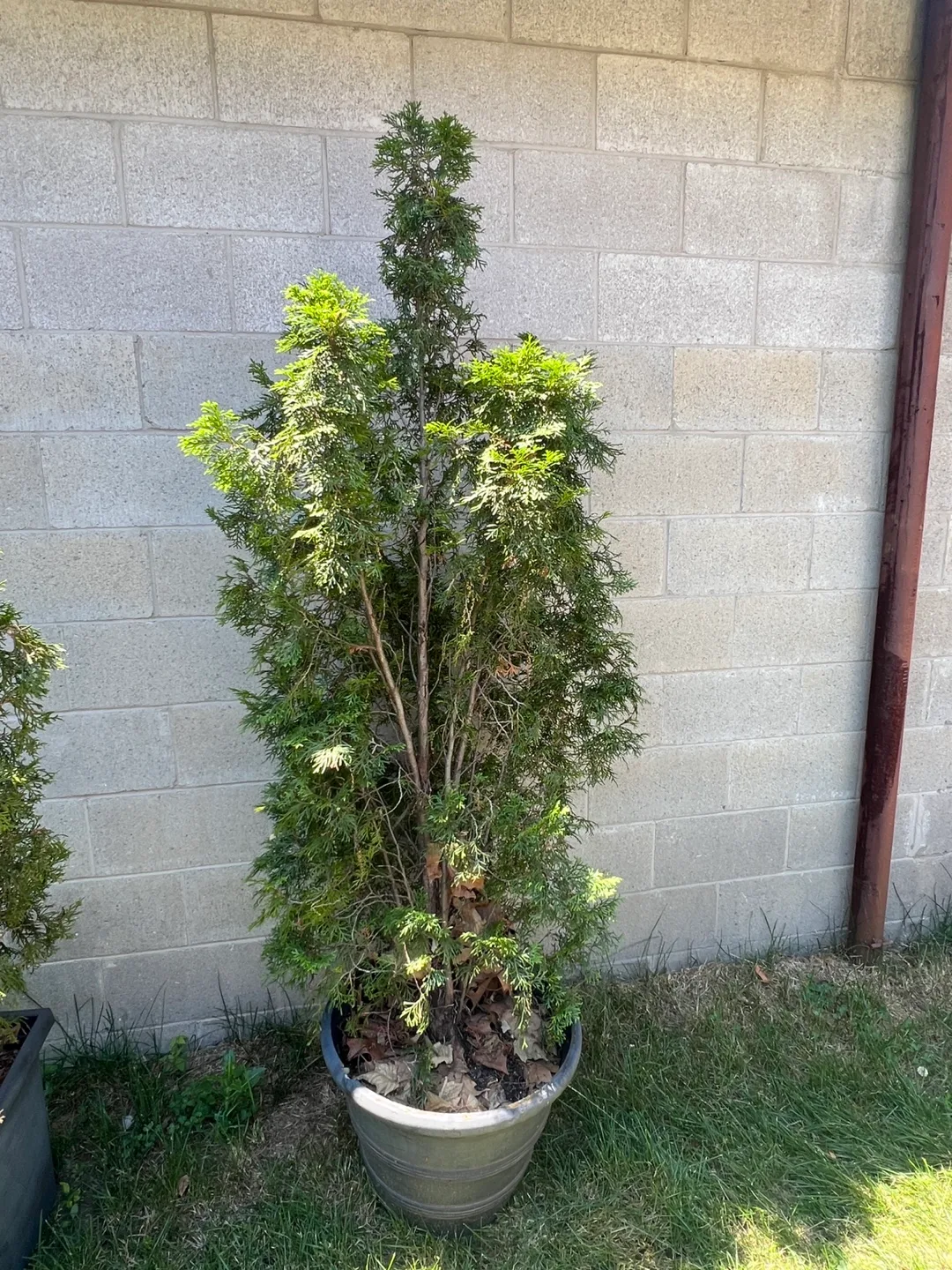 Potted Evergreen Trees thumbnail