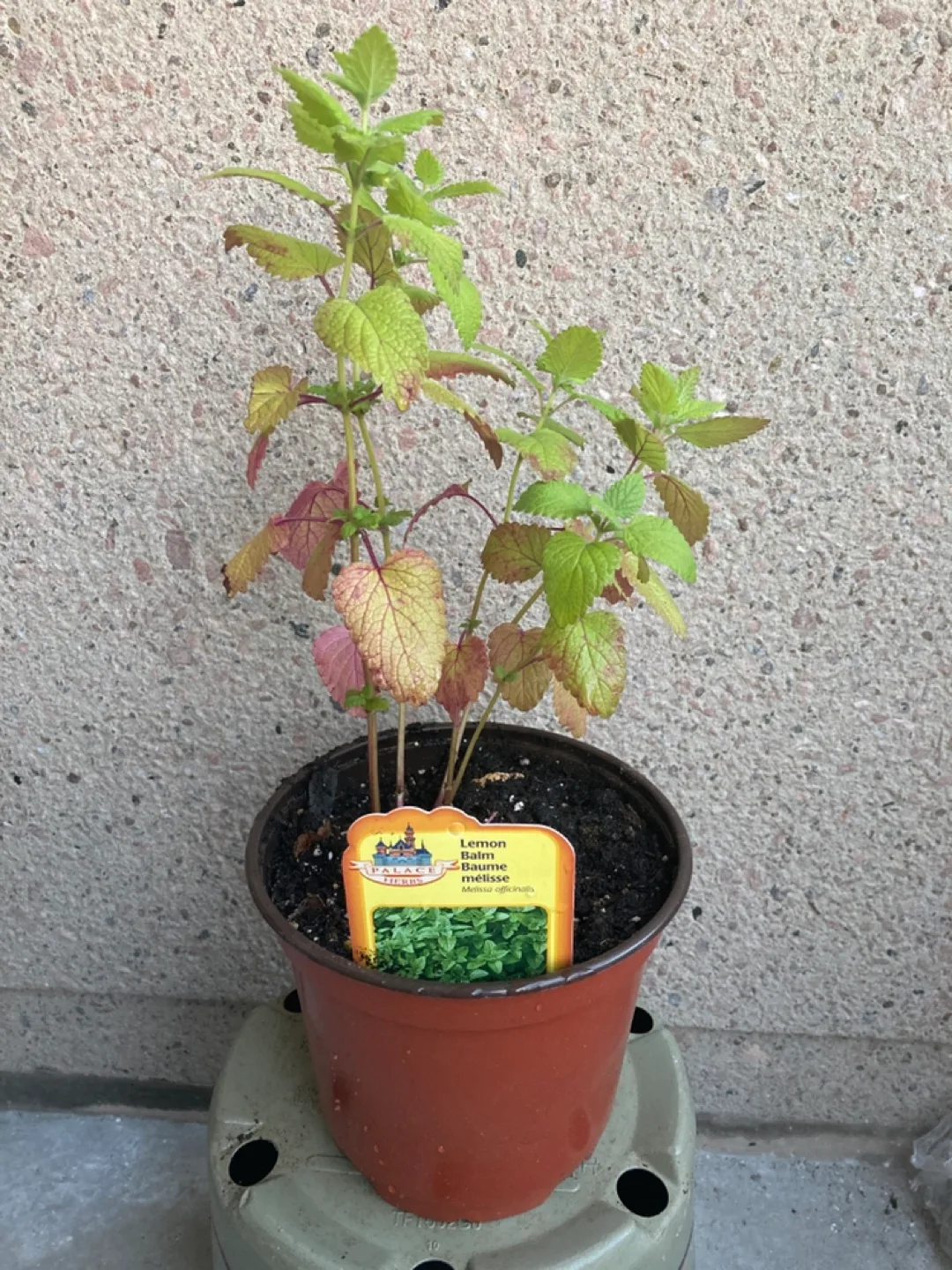 Potted Lemon Balm Plant thumbnail