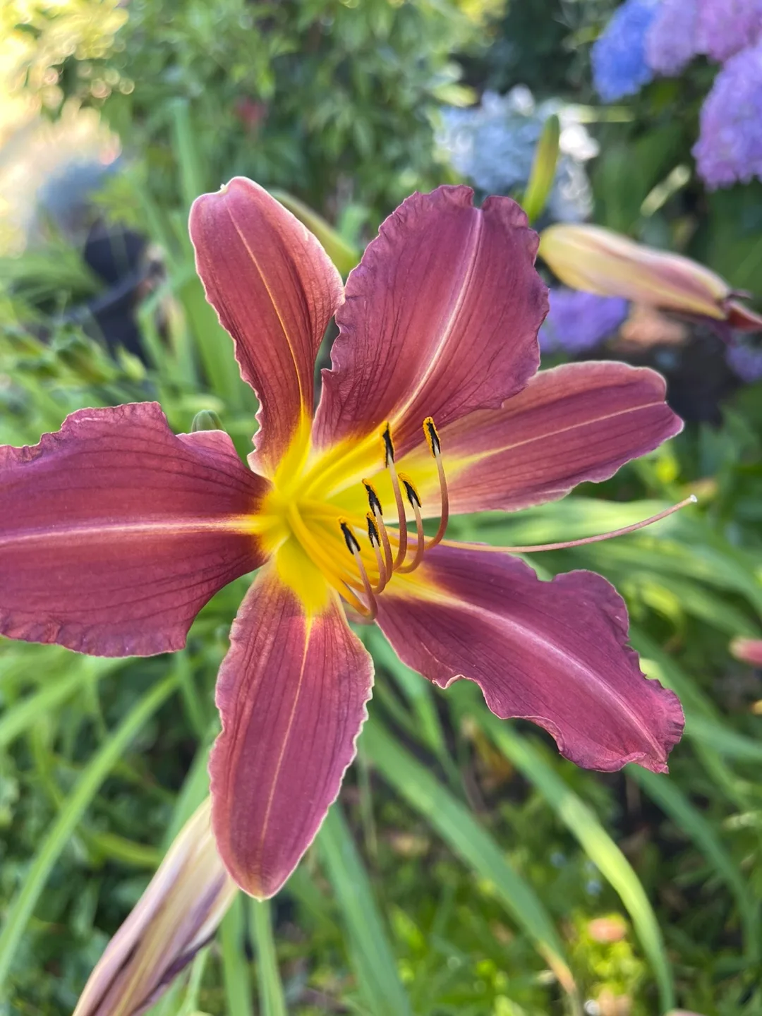 Crimson Pirate Daylily thumbnail