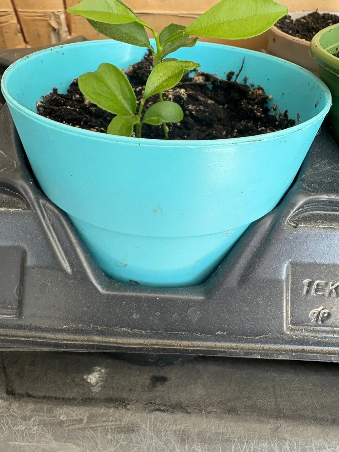 Orange seedlings thumbnail