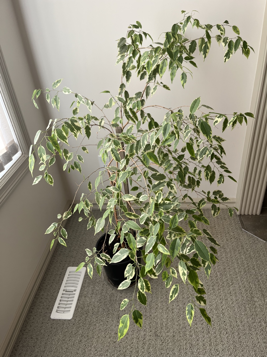 Ficus Benjamina Variegata Plant - photo 2