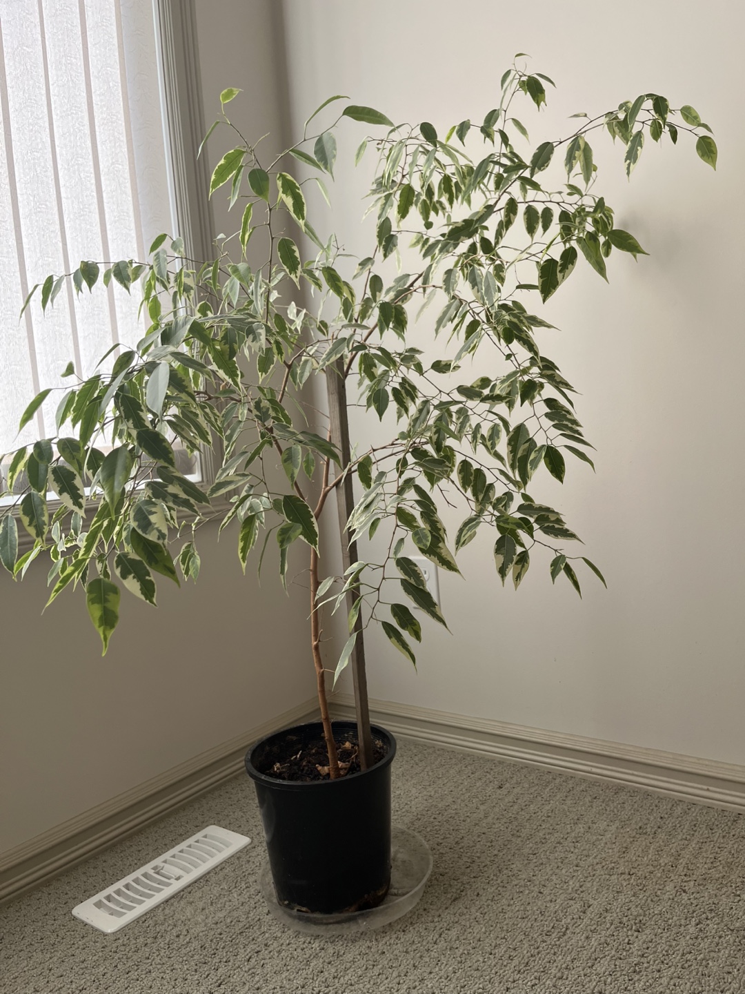Ficus Benjamina Variegata Plant