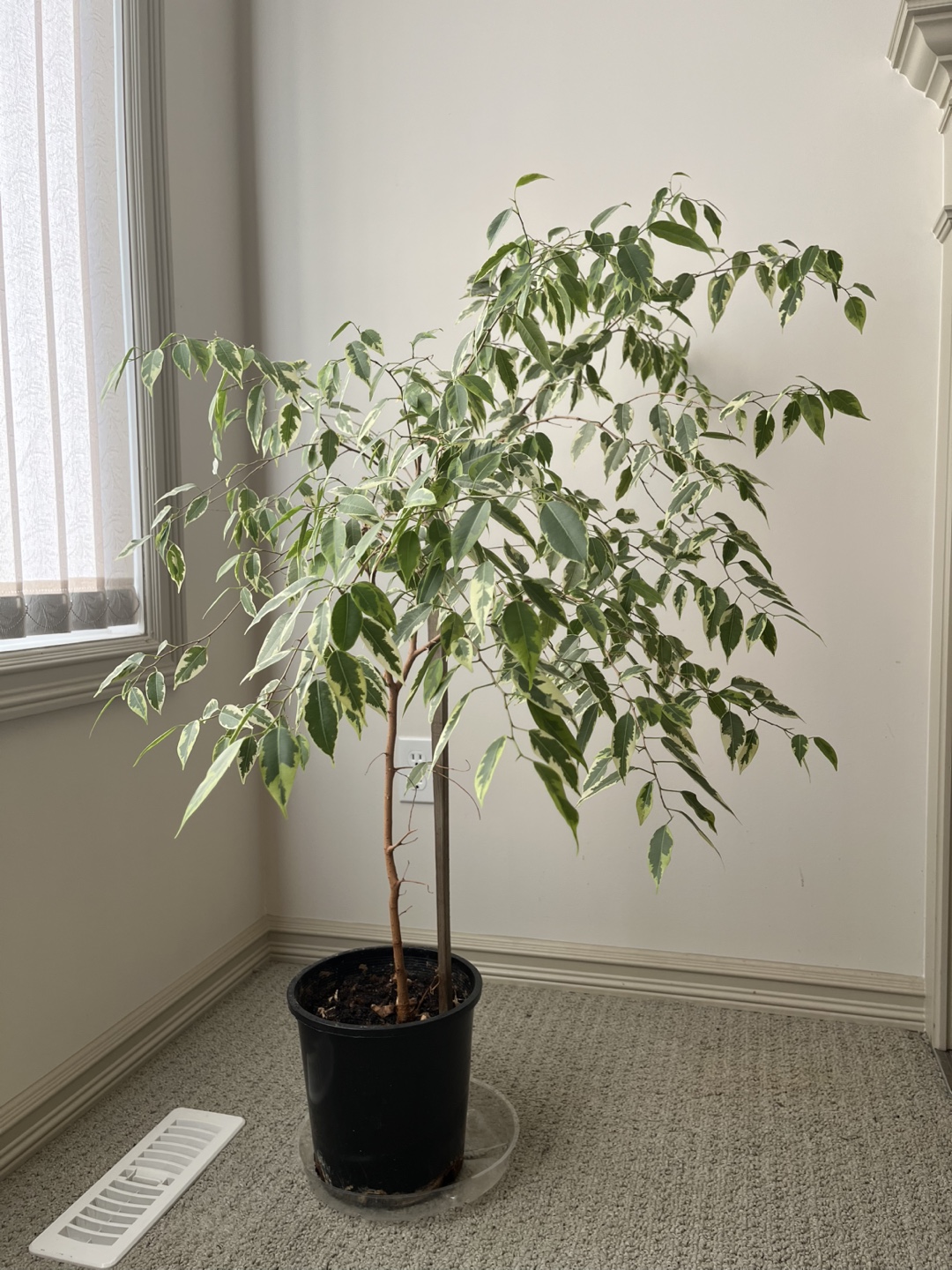 Ficus Benjamina Variegata Plant - photo 4