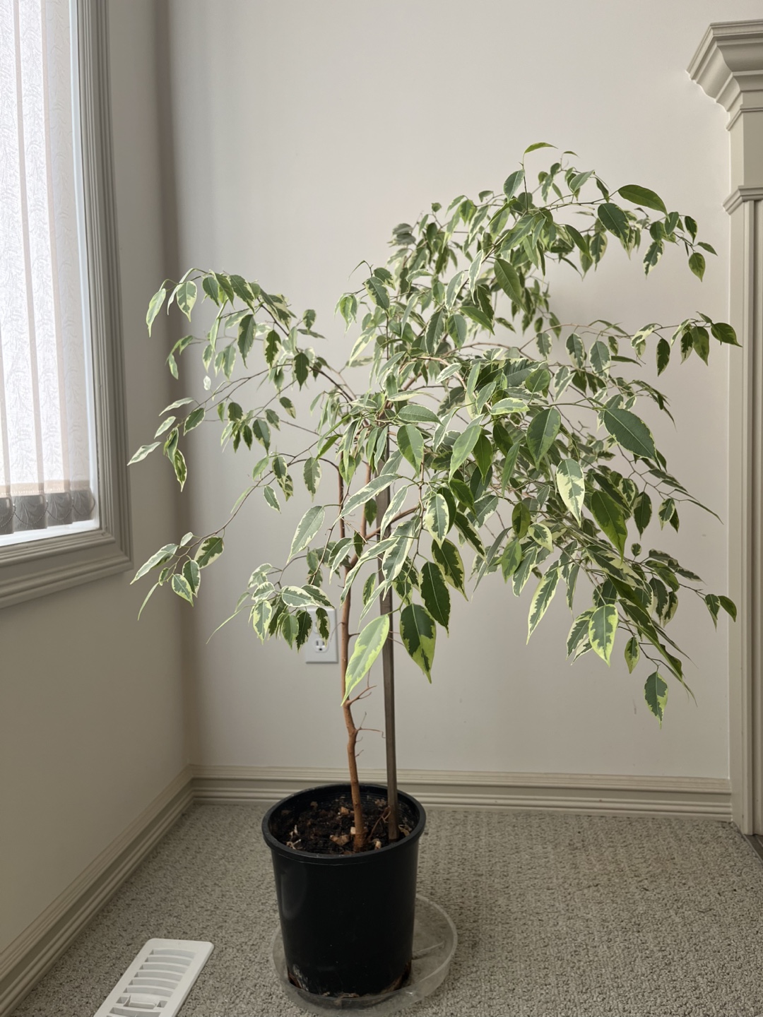 Ficus Benjamina Variegata Plant - photo 3