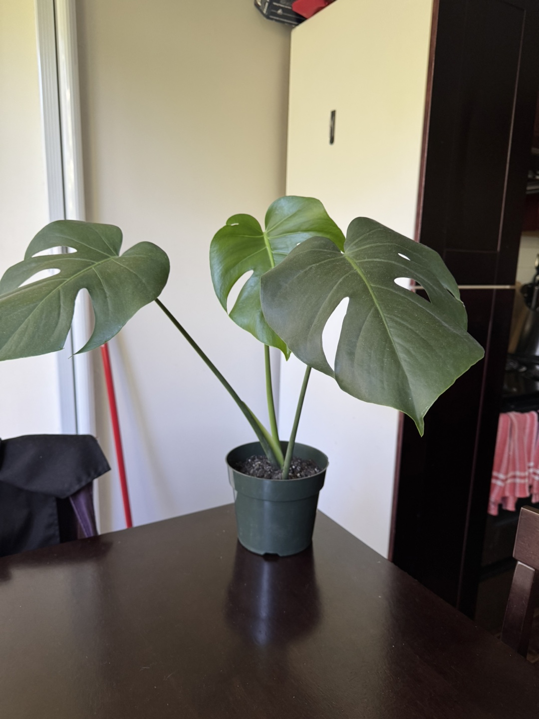 Monstera Plant