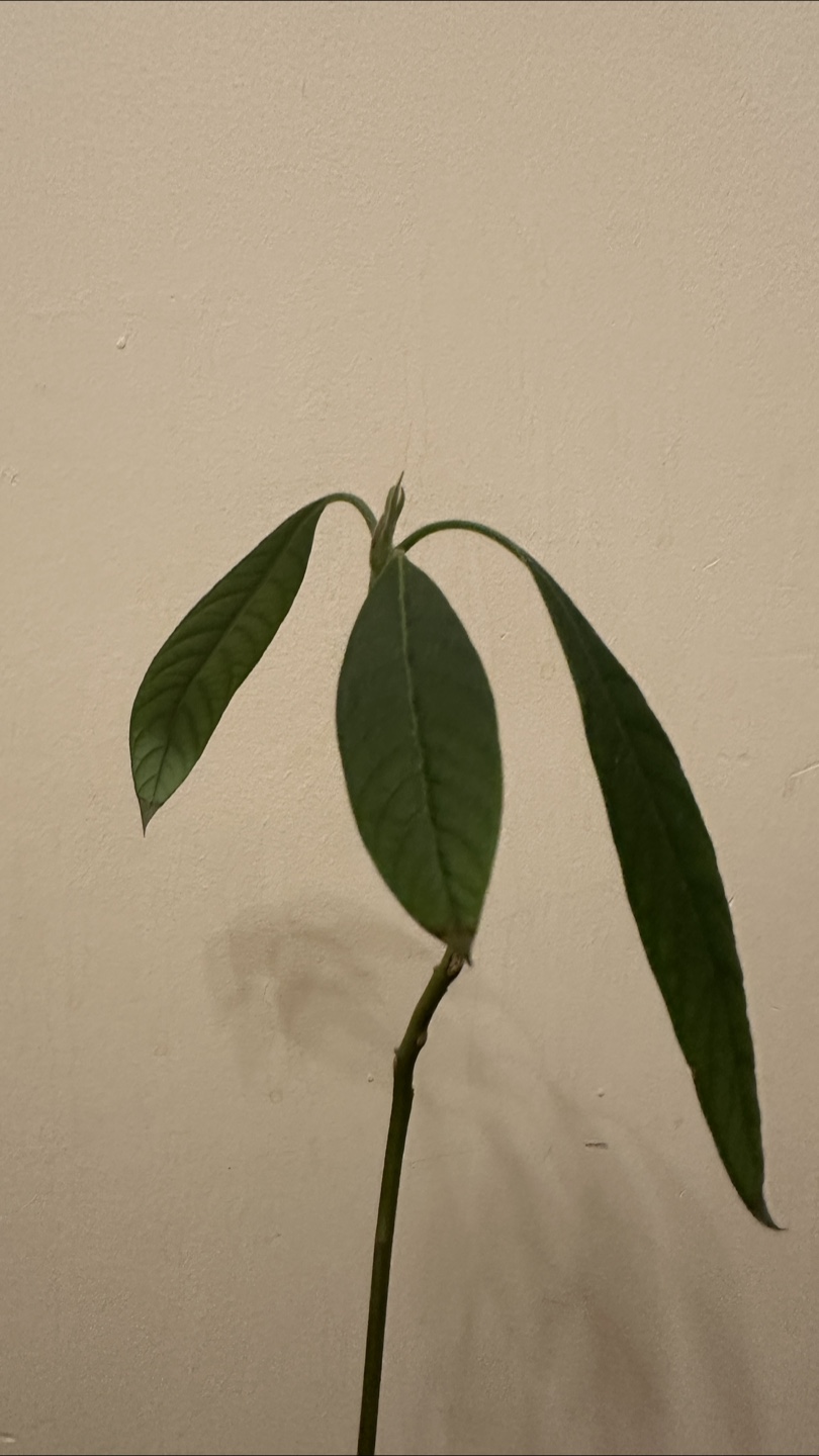 Avocado 🥑 plant #freecycle