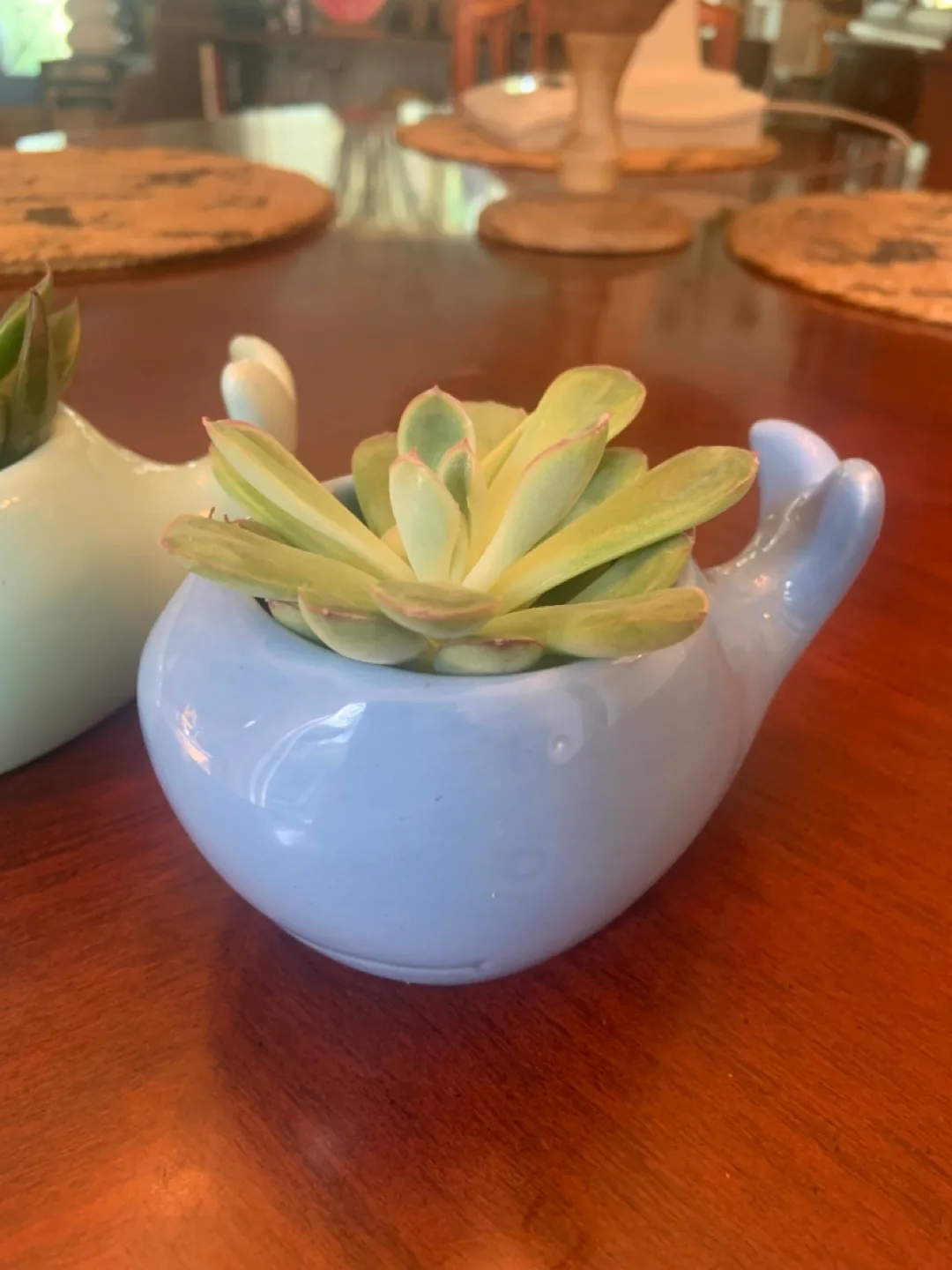 Whale Succulent Planter - Cute Home Decor thumbnail