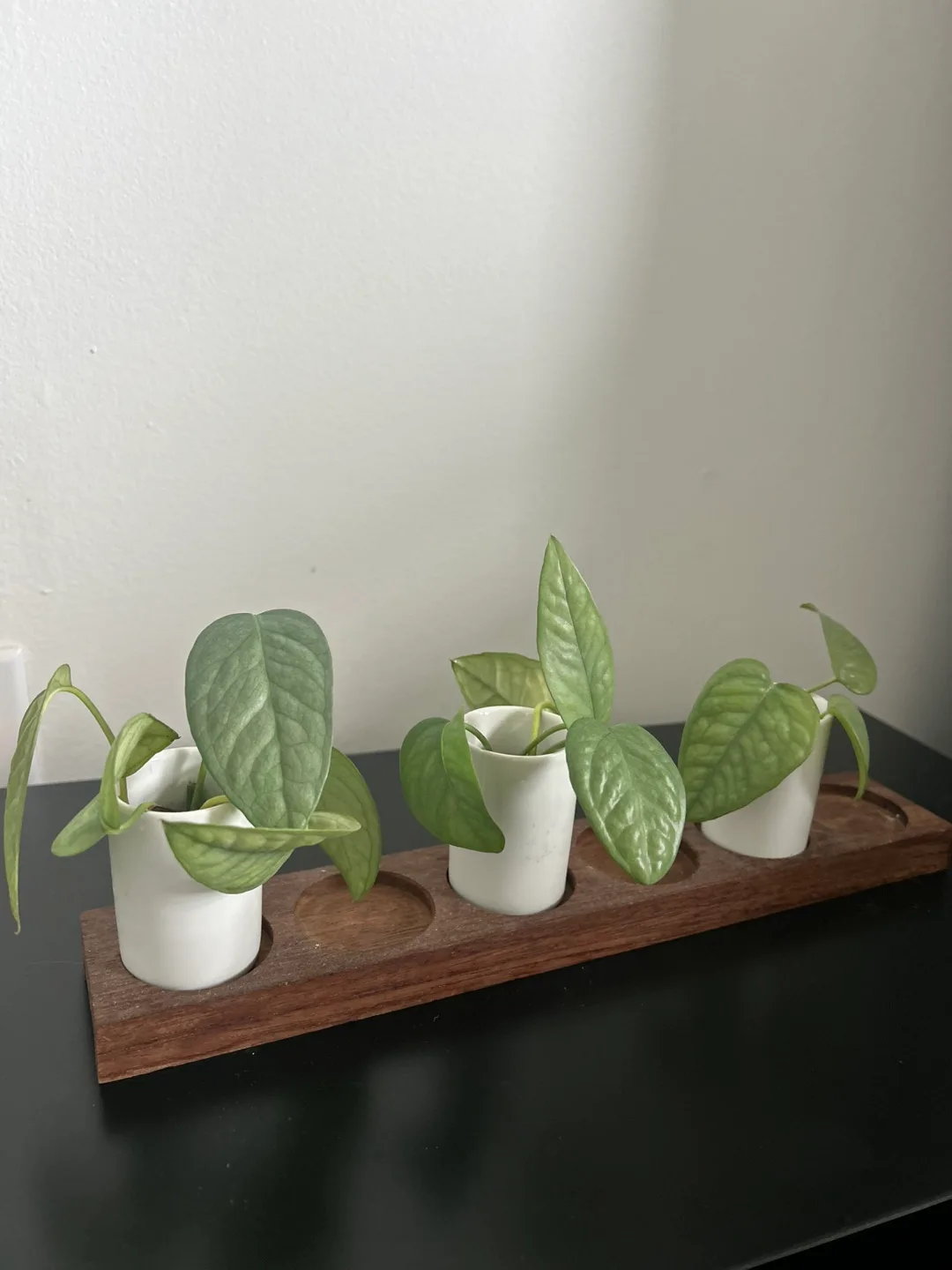 Cebu Blue Cuttings (Set of 12 Pieces) thumbnail