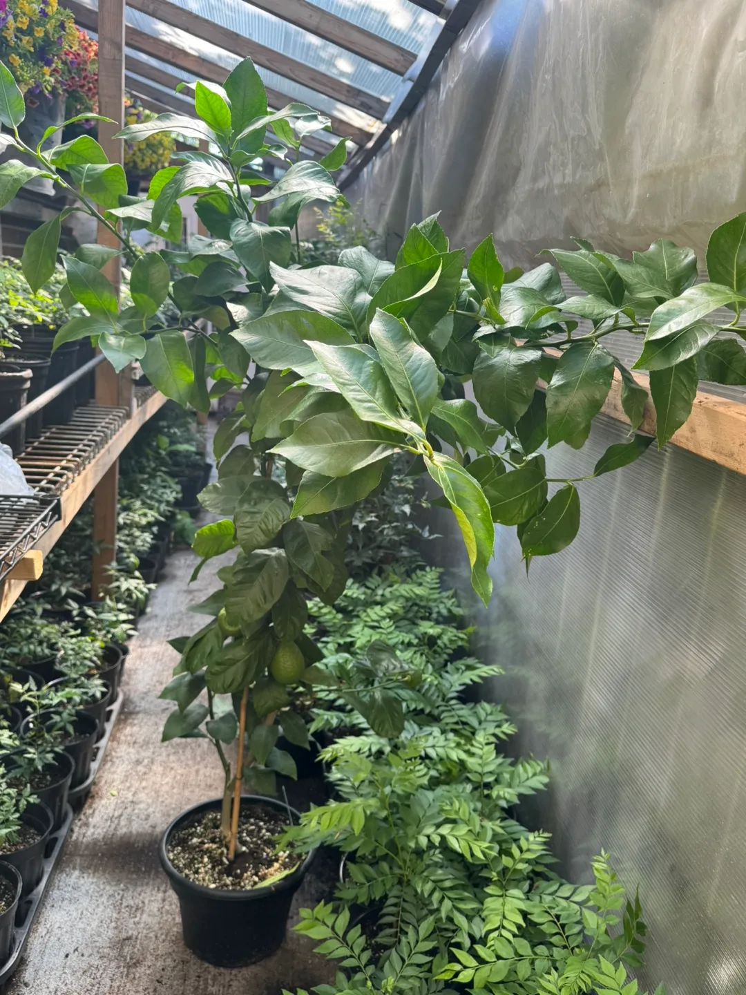 Lemon Tree with big fruits (rare) thumbnail