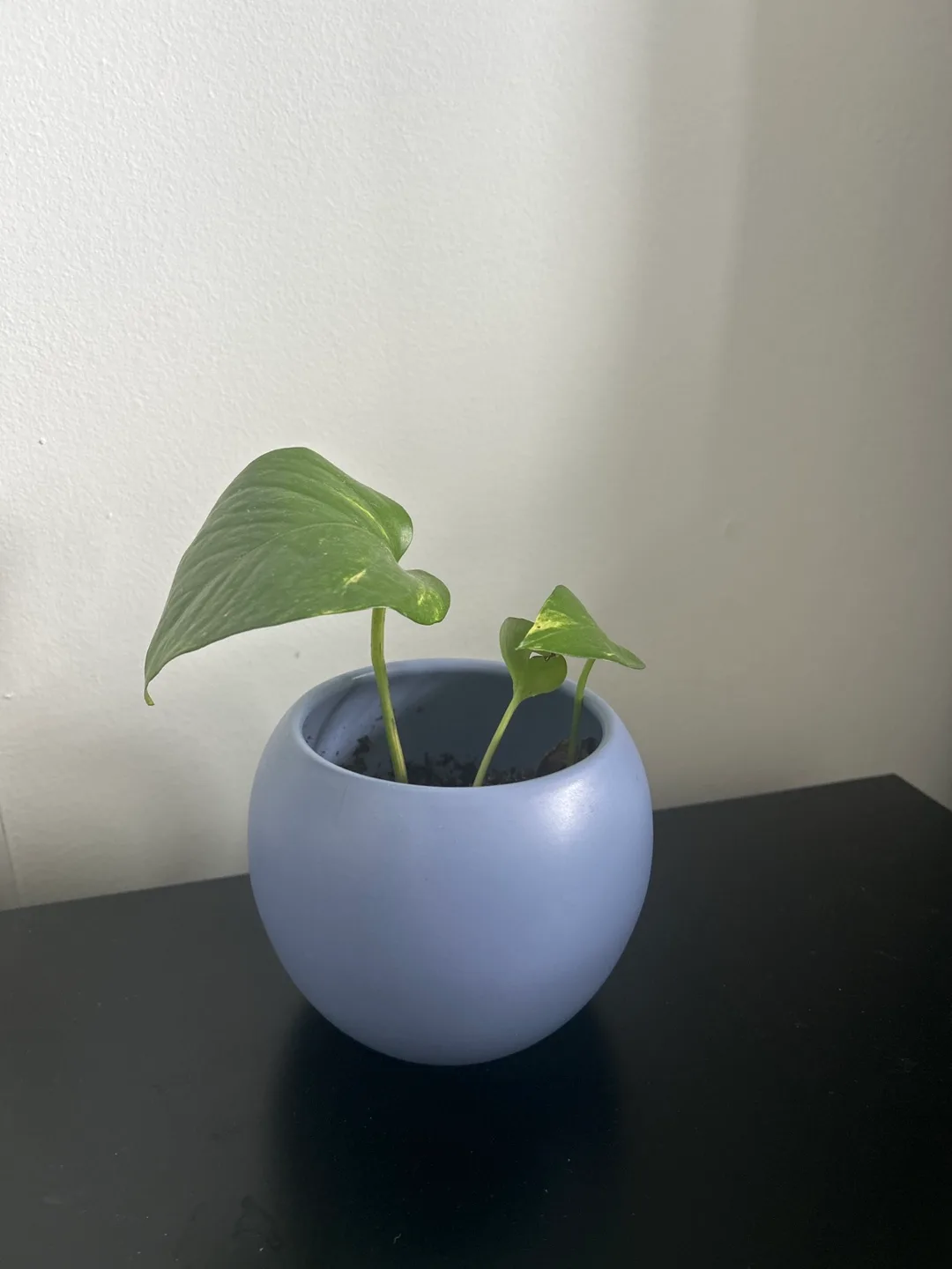 Potted Golden Pothos Plant thumbnail