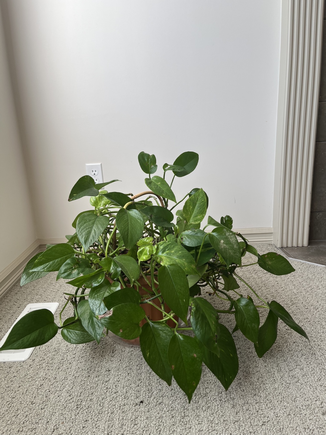 Potted Pothos Plant - photo 3