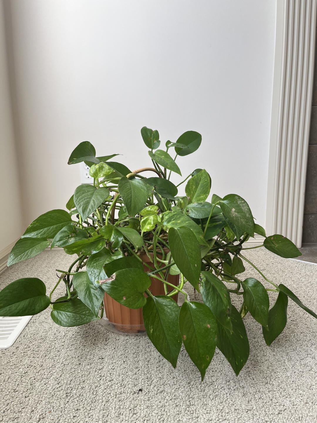 Potted Pothos Plant - photo 5