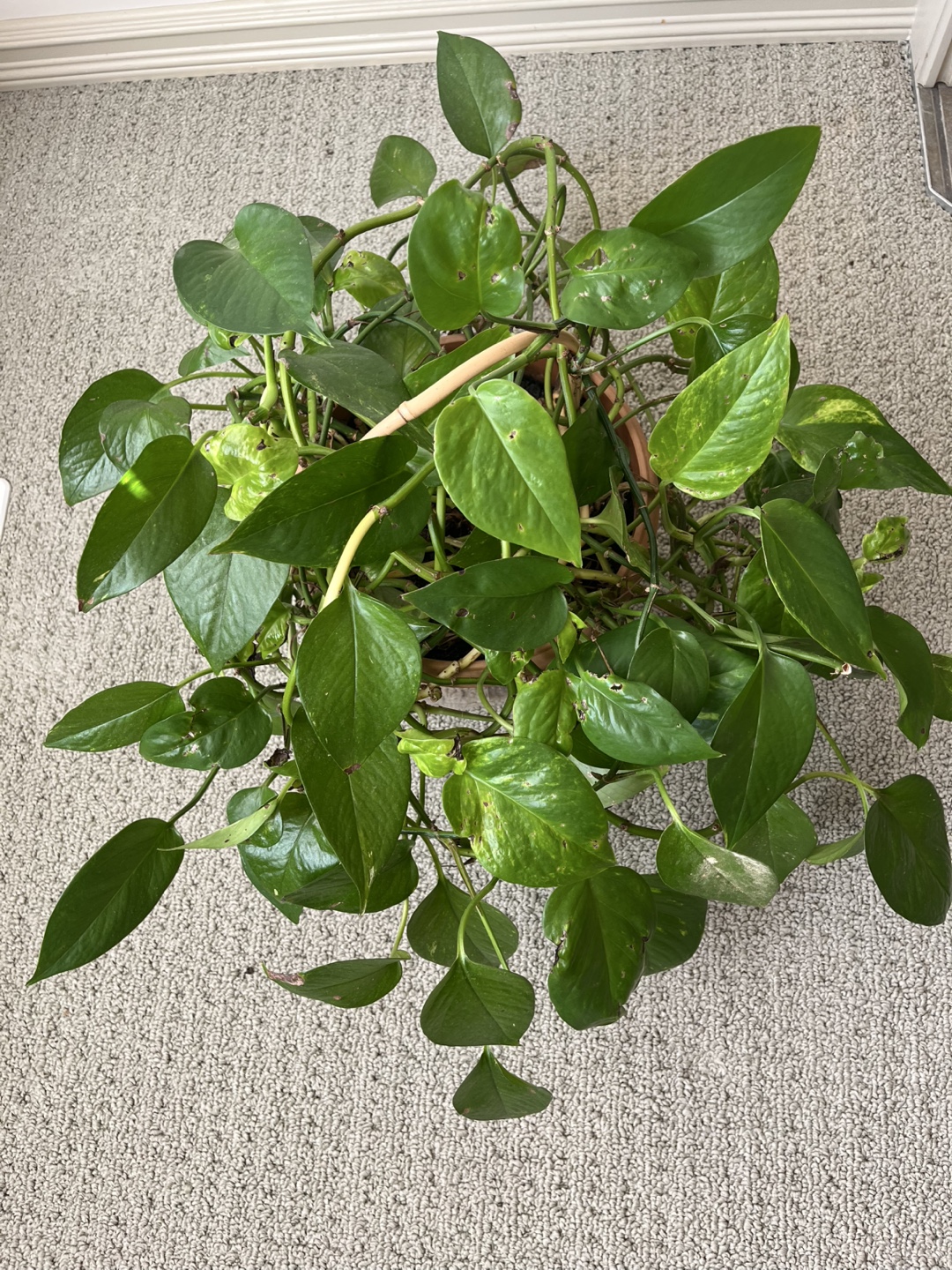 Potted Pothos Plant - photo 4