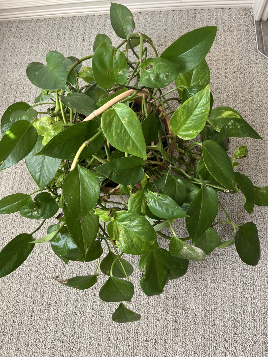 Potted Pothos Plant