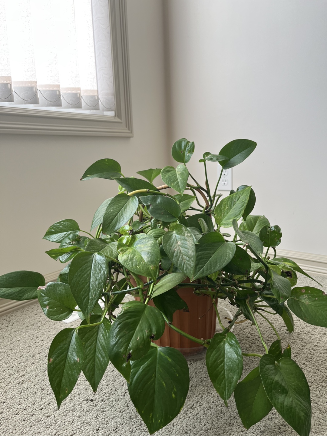 Potted Pothos Plant - photo 2