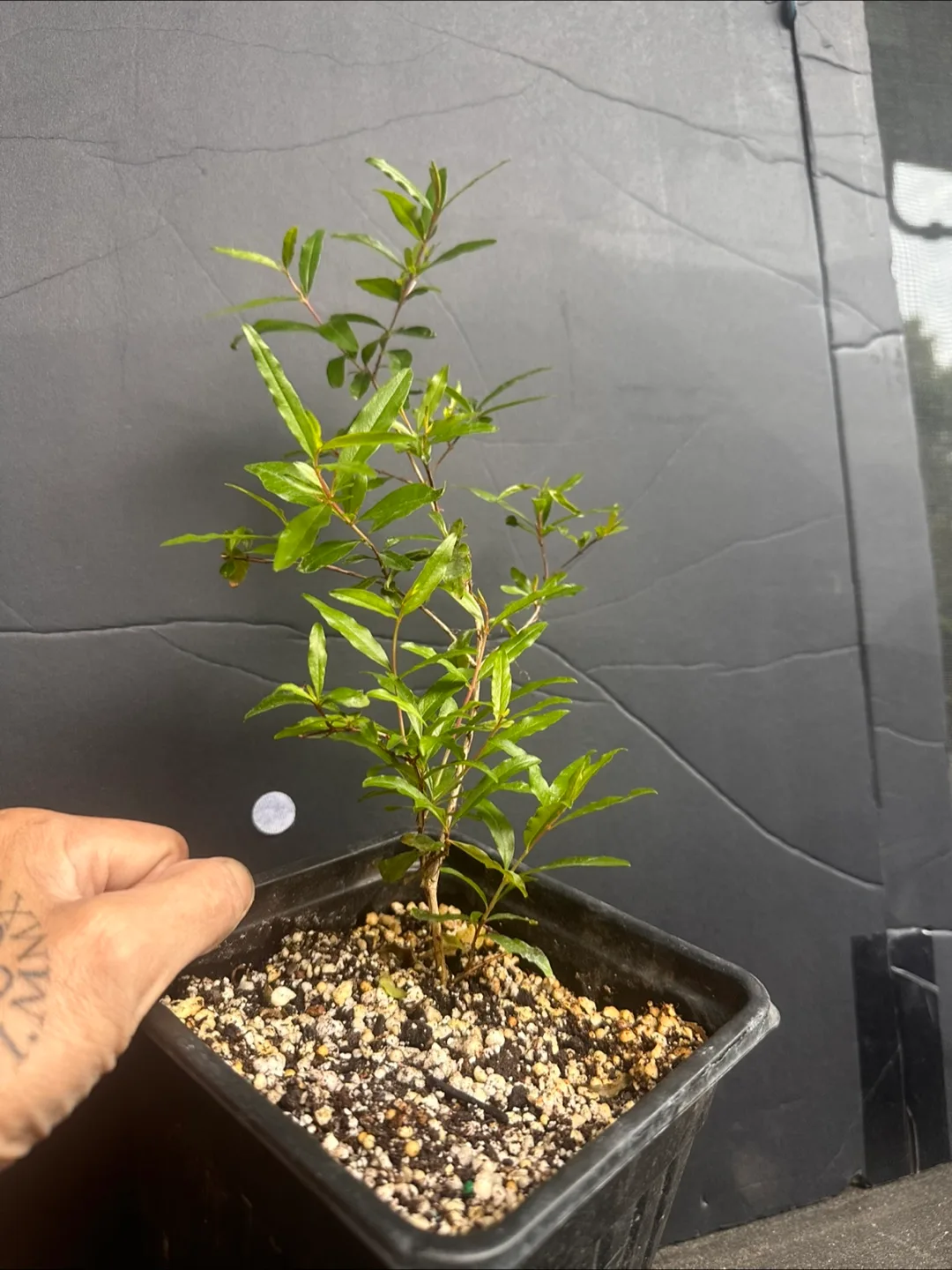 Pomegranate Plant in Black Pot image indicator(4)